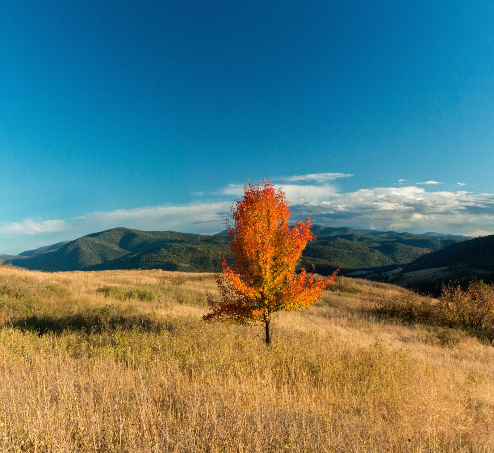 Canon EF 24-70mm F2.8L II USM sample photo. Fall, grass, nature photography