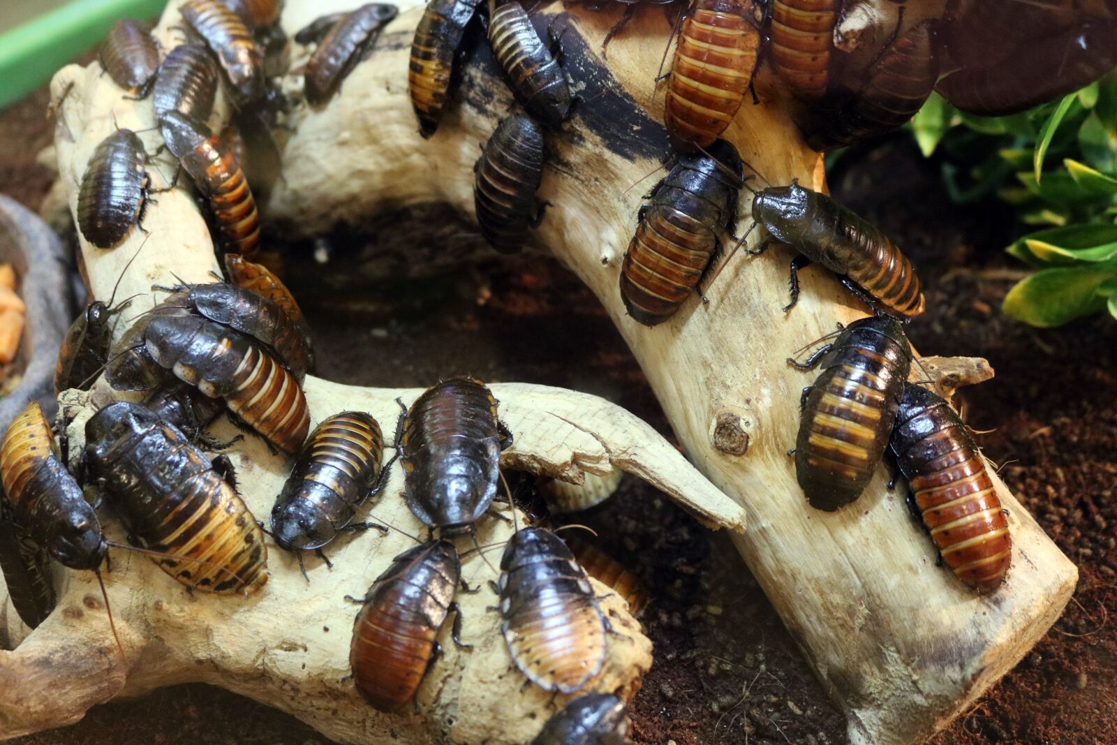 Canon EOS 750D (EOS Rebel T6i / EOS Kiss X8i) sample photo. Cockroaches, bugs, insect photography