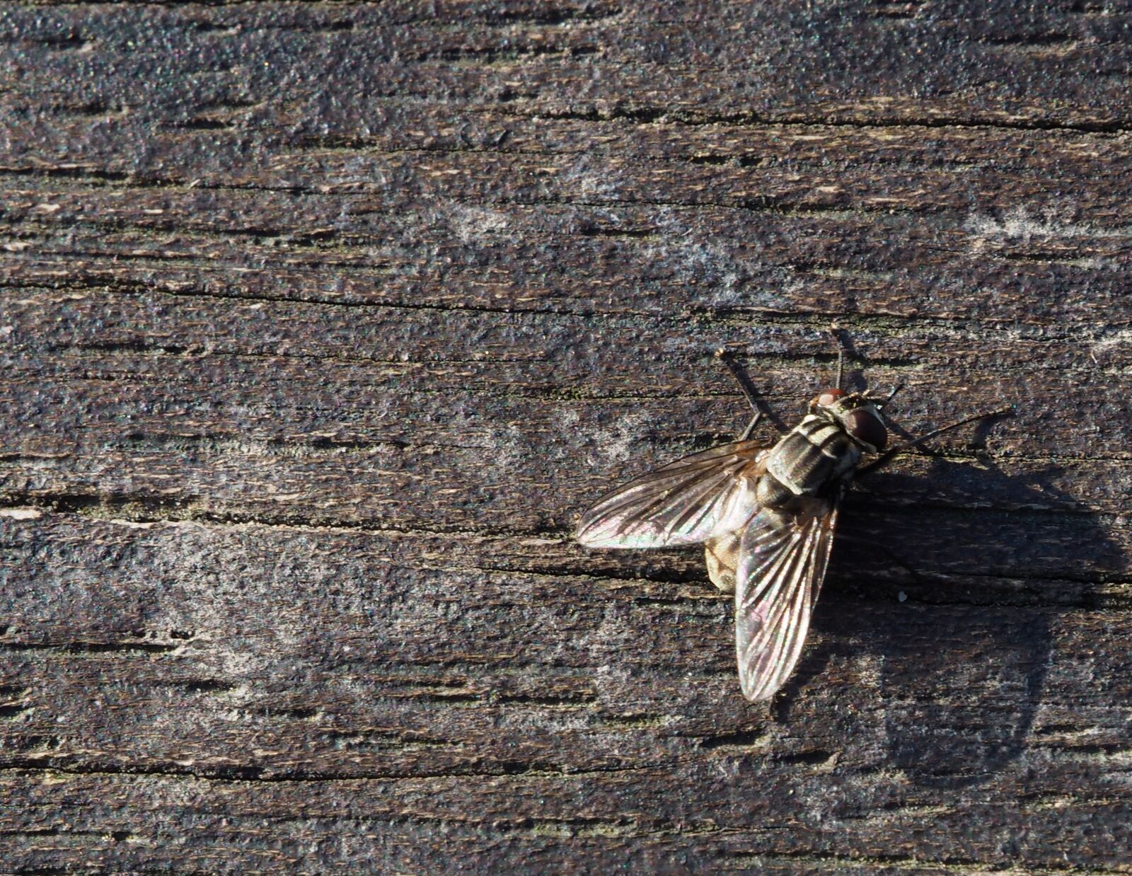 Olympus OM-D E-M10 + OLYMPUS M.12-50mm F3.5-6.3 sample photo. Fly, insect, wood photography