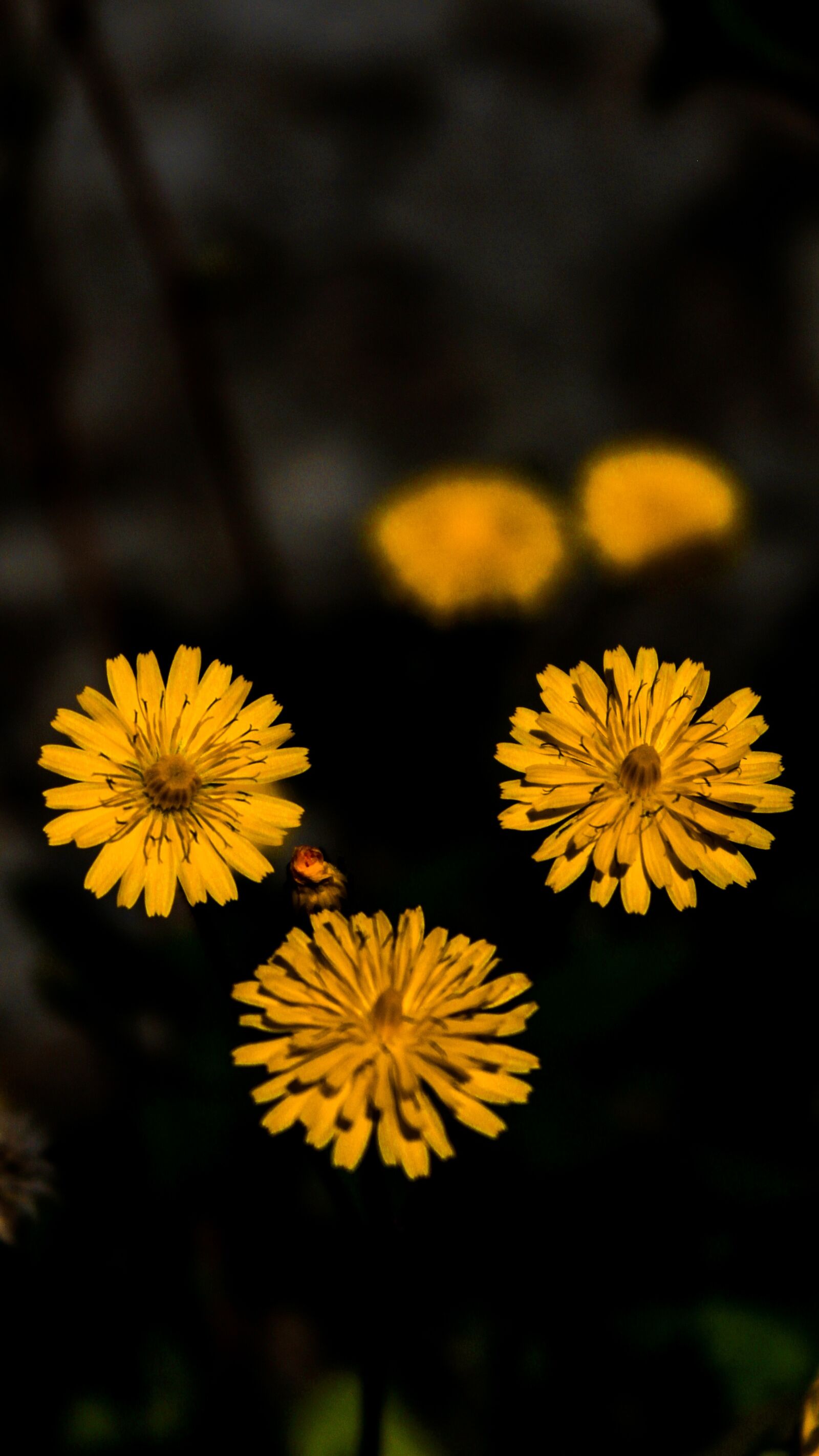 Canon EOS 2000D (EOS Rebel T7 / EOS Kiss X90 / EOS 1500D) sample photo. Flowers, yellow, spring photography