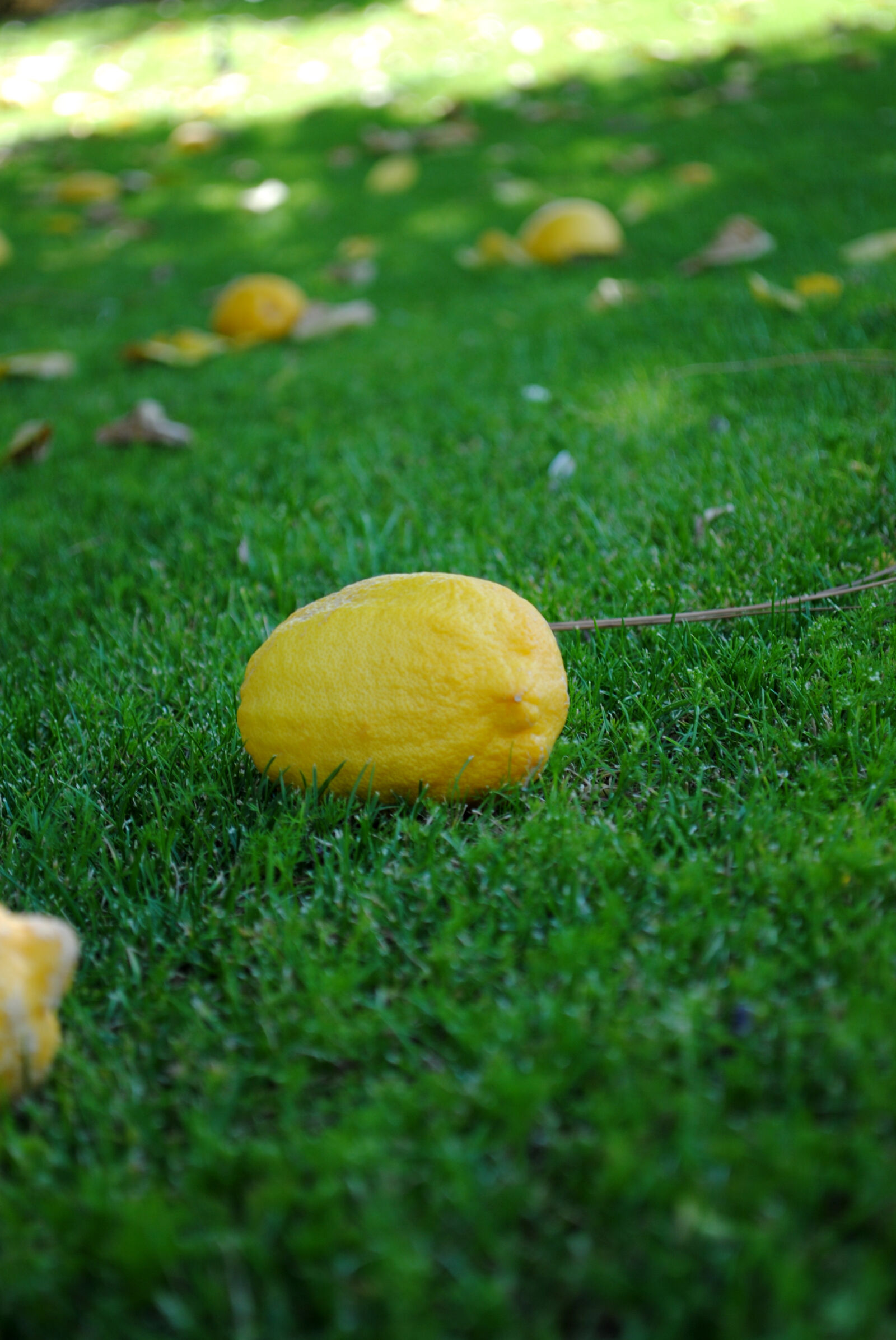 Nikon D3000 sample photo. Lawn, lemon, yellow photography