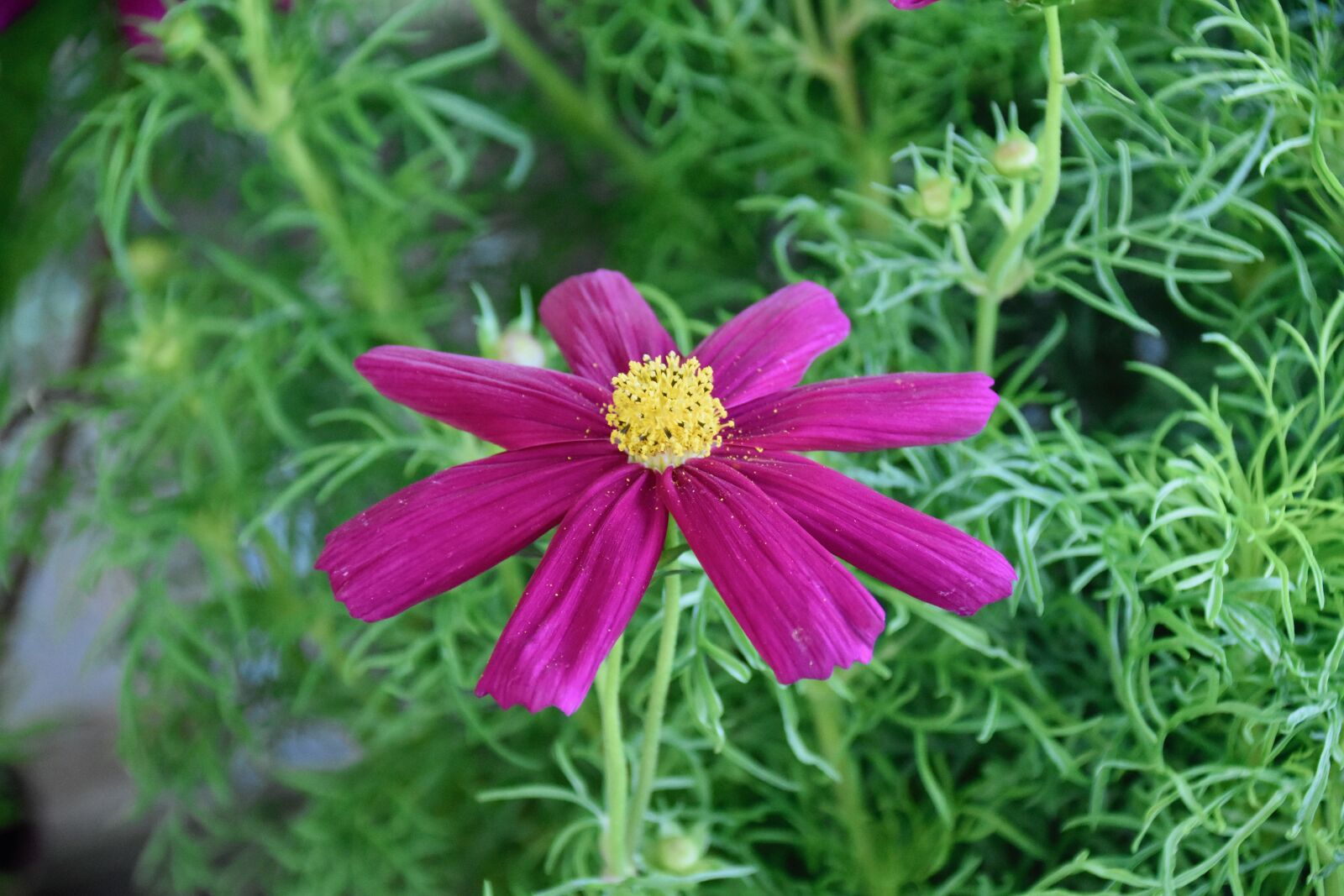 Nikon D5600 sample photo. Flower, flower color, pistil photography