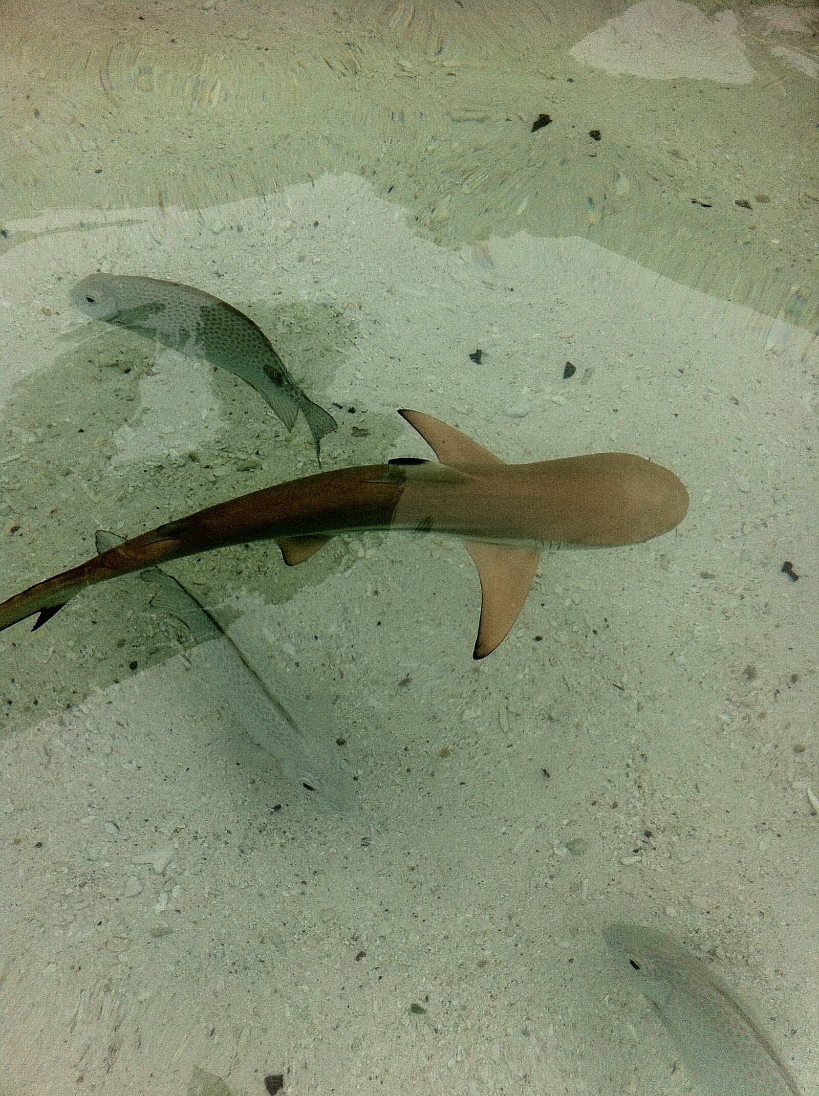 iPhone 4 back camera 3.85mm f/2.8 sample photo. Baby shark, shark, malaysia photography
