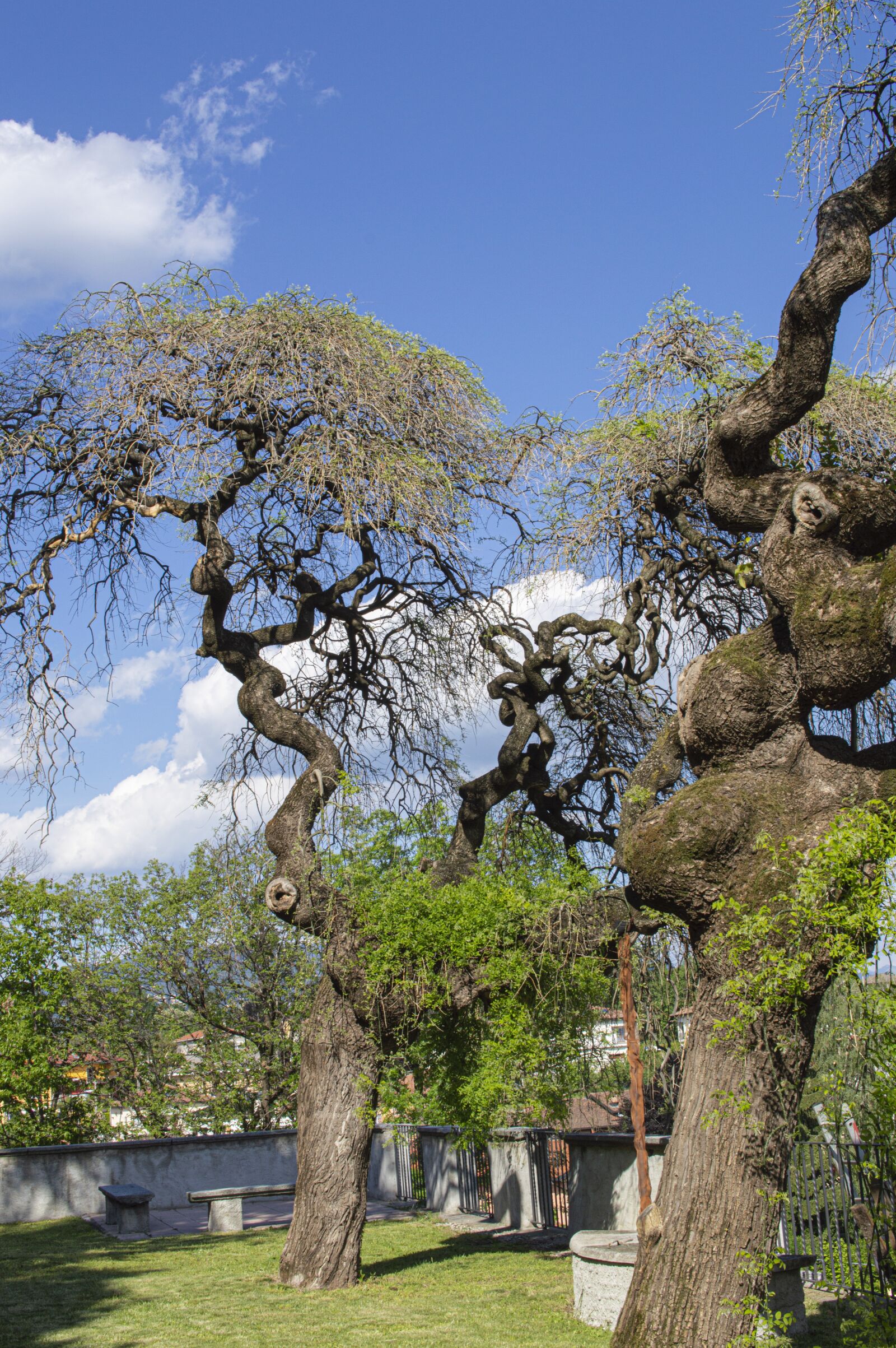 Nikon D3200 sample photo. Tree, sophora japonic, trees photography
