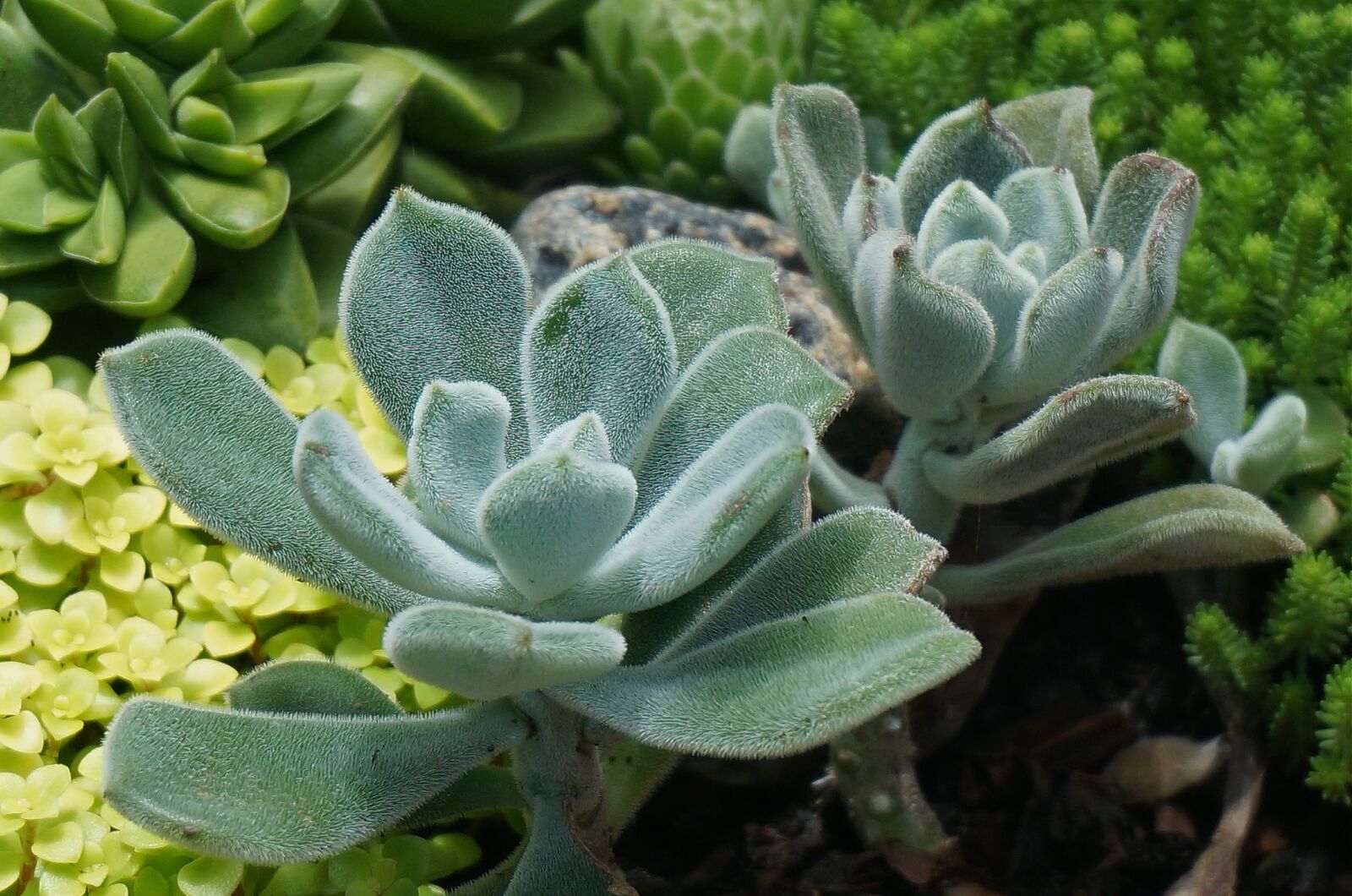 Sony Alpha NEX-5T sample photo. Panda plant, succulent, houseplant photography
