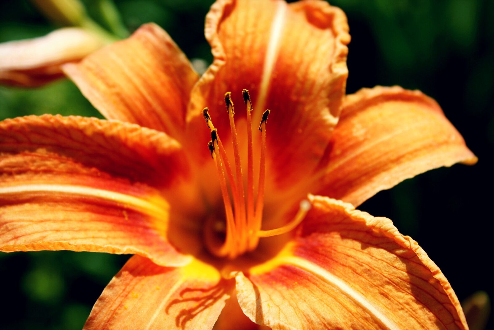 Canon EOS 400D (EOS Digital Rebel XTi / EOS Kiss Digital X) sample photo. Orange flower, nature, summer photography