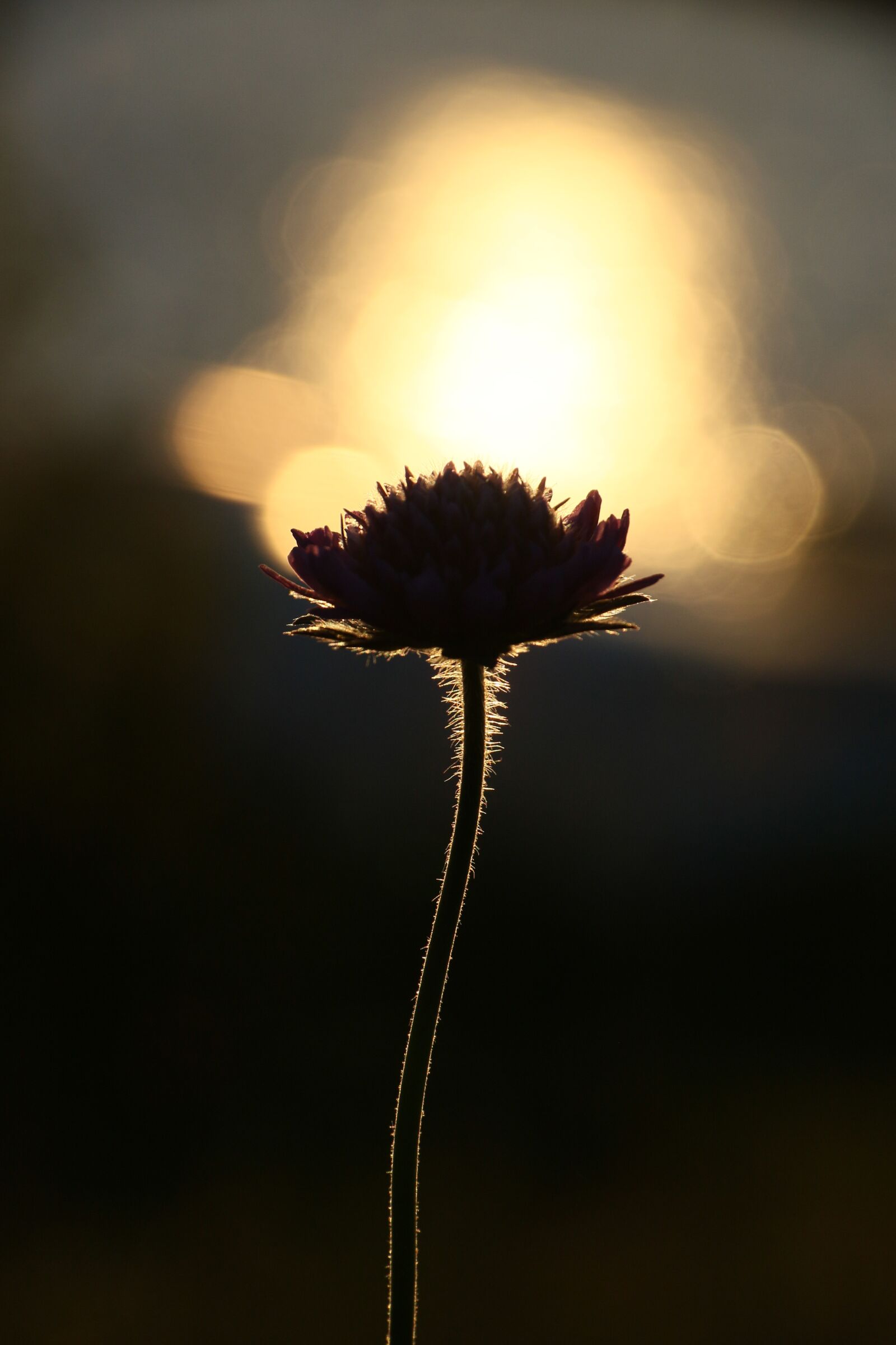 Canon EOS 7D Mark II sample photo. The nature of the photography
