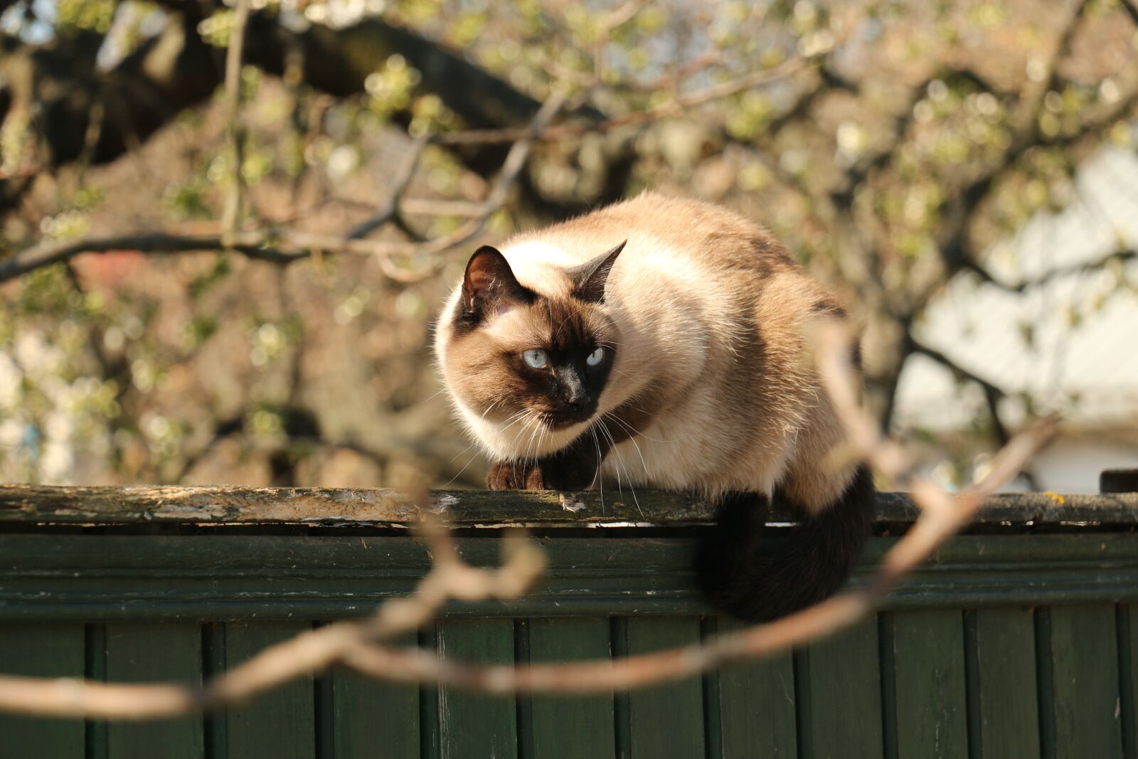 Canon EOS 70D sample photo. Cat, siamese cat, yard photography