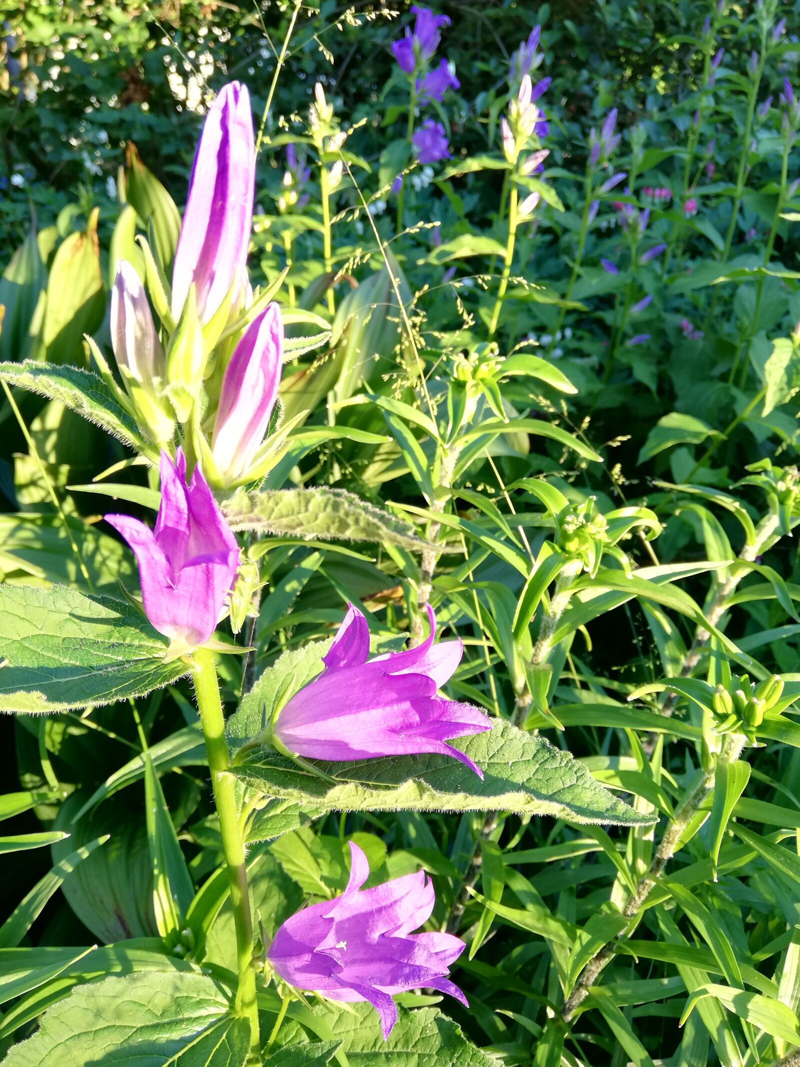 HUAWEI P20 lite sample photo. Flowers, purple, beauty photography