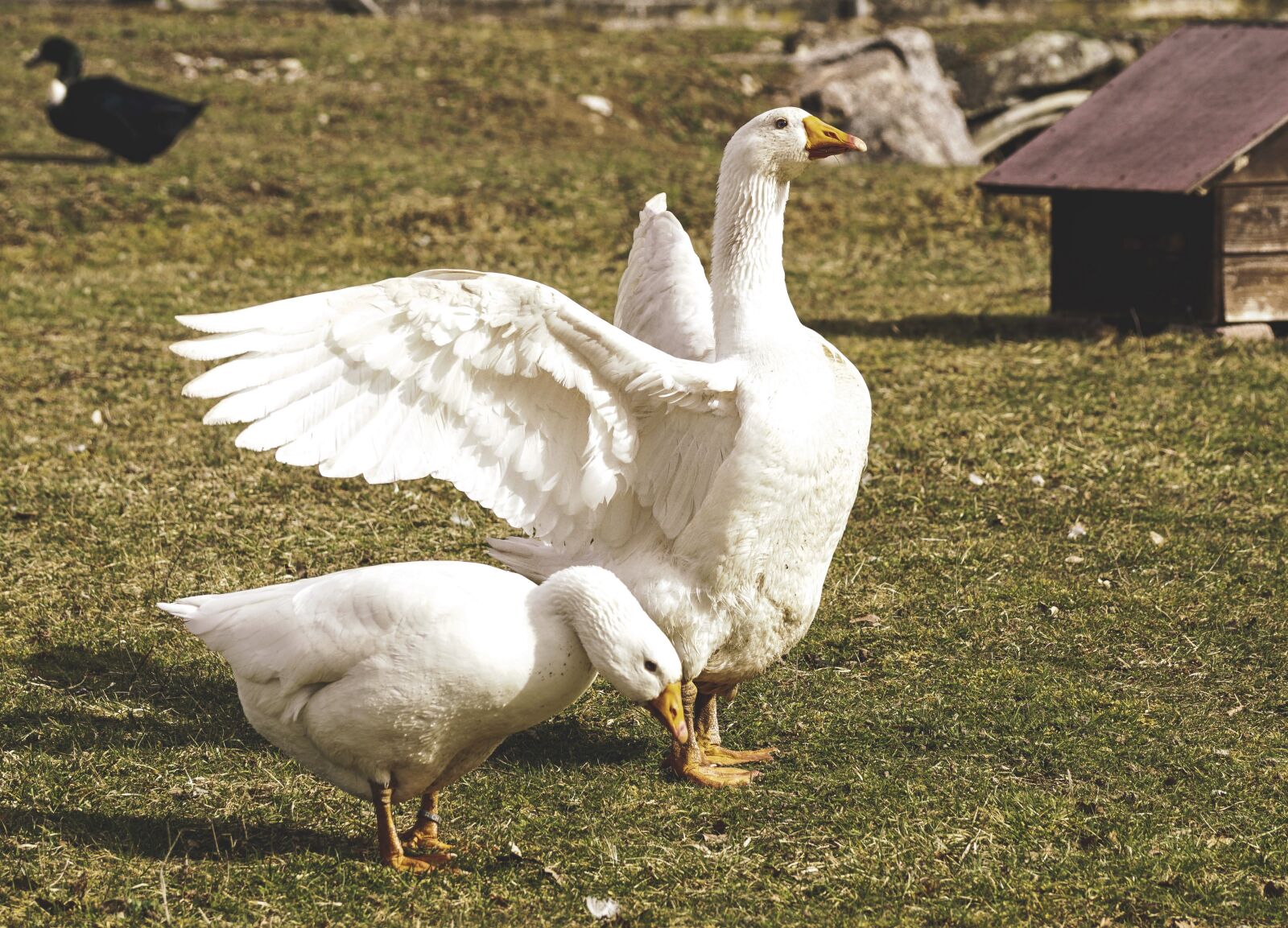 Sony DT 55-300mm F4.5-5.6 SAM sample photo. Goose, pair, white photography