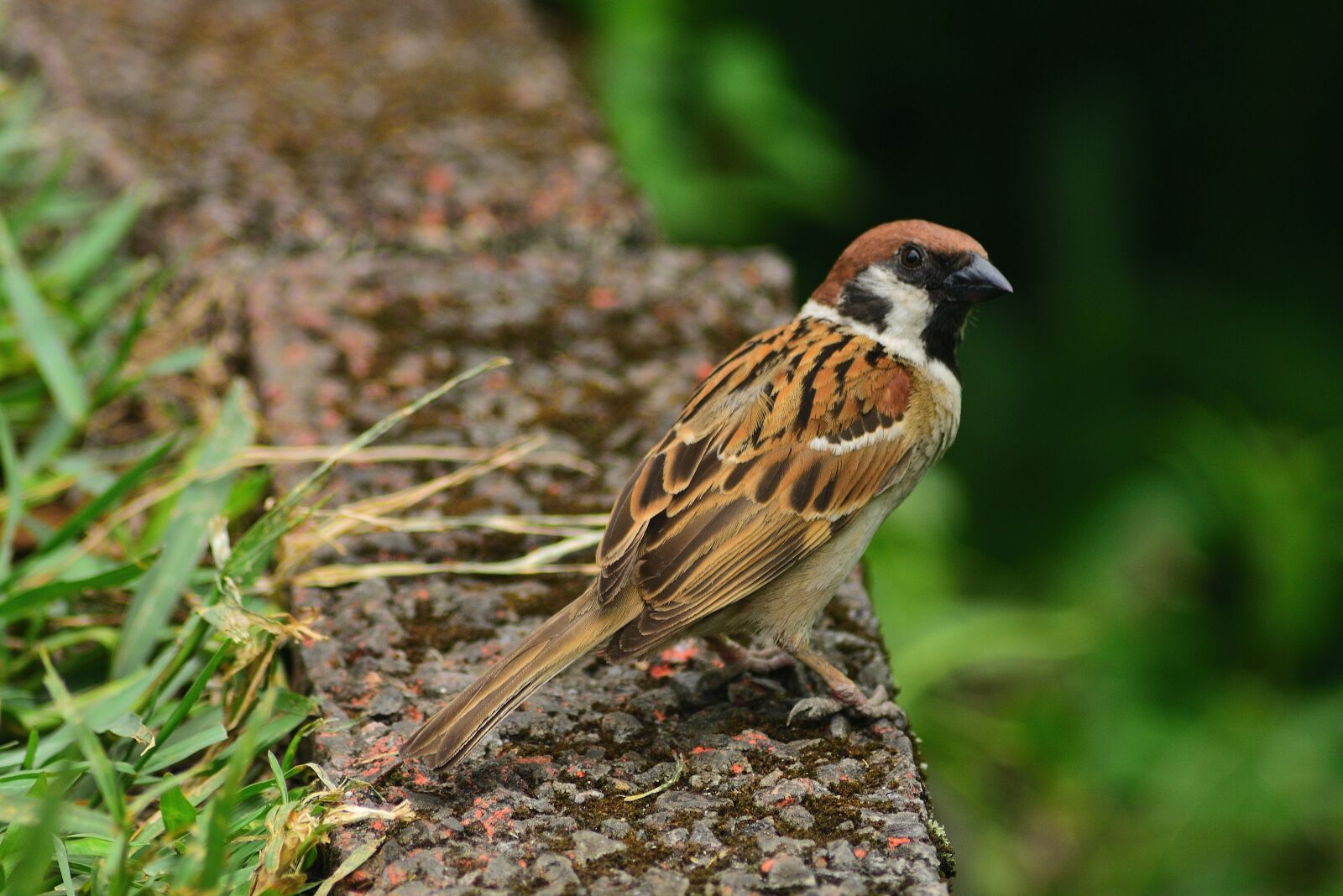 Nikon D750 sample photo. Animal, bird, sparrow photography