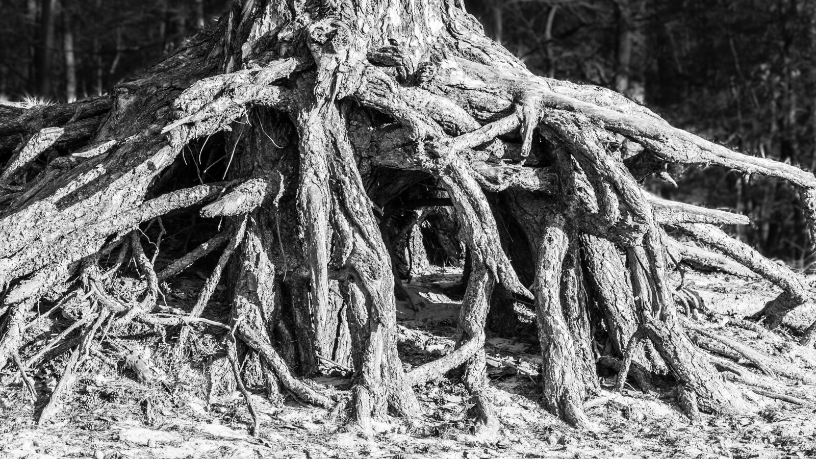 Samsung NX300M + Samsung NX 50-200mm F4-5.6 ED OIS sample photo. Root, tree, root system photography