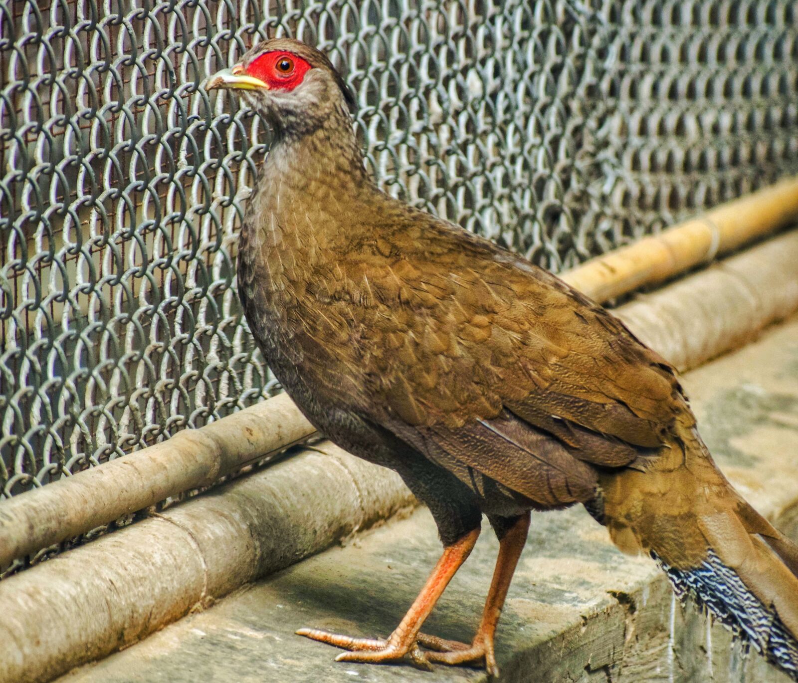 Nikon D5300 sample photo. Parrot, zoo, bird photography
