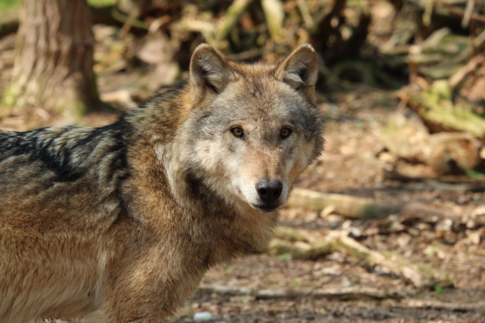 Canon EF-S 55-250mm F4-5.6 IS STM sample photo. Animal world, nature, predator photography