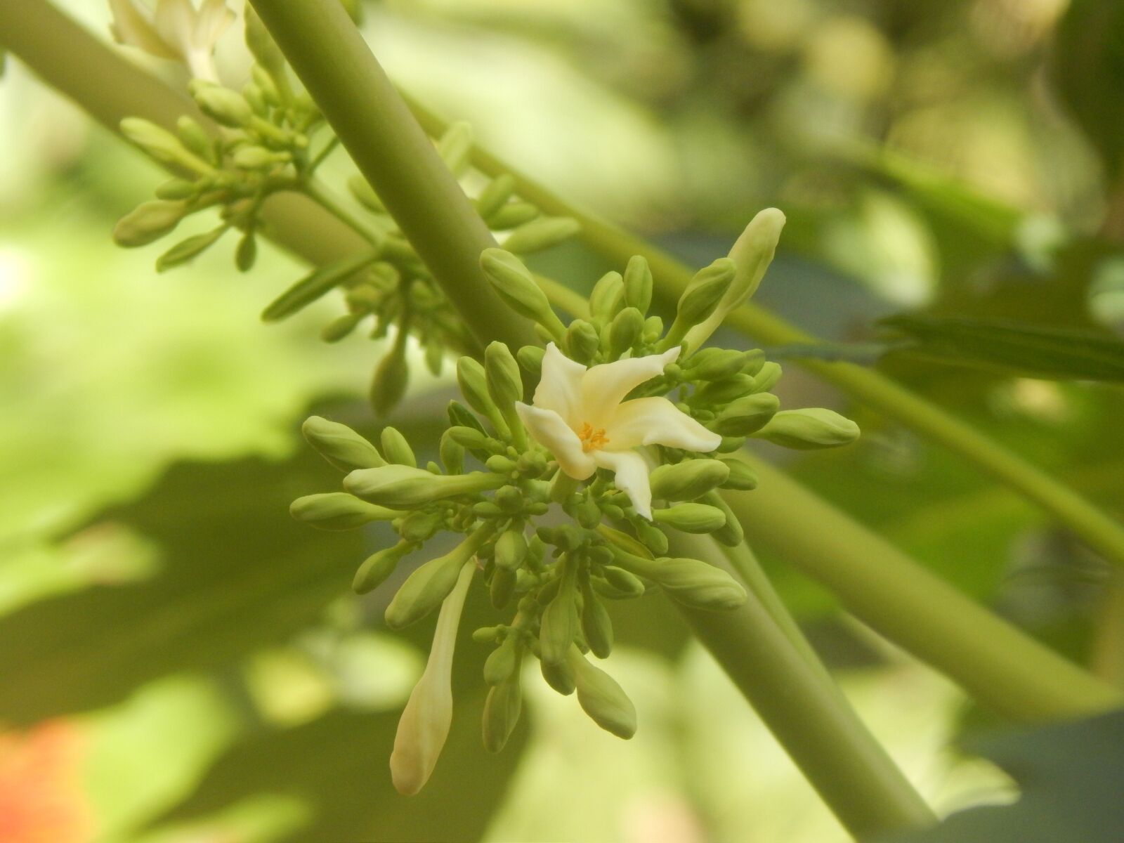 Nikon Coolpix L820 sample photo. Flower, cream, papaya photography