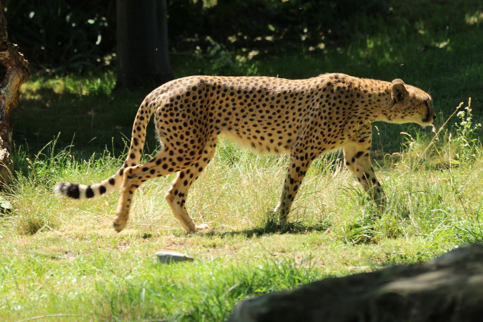 Canon EOS 1200D (EOS Rebel T5 / EOS Kiss X70 / EOS Hi) + 150-600mm F5-6.3 DG OS HSM | Contemporary 015 sample photo. Cheetah, big cat, in photography