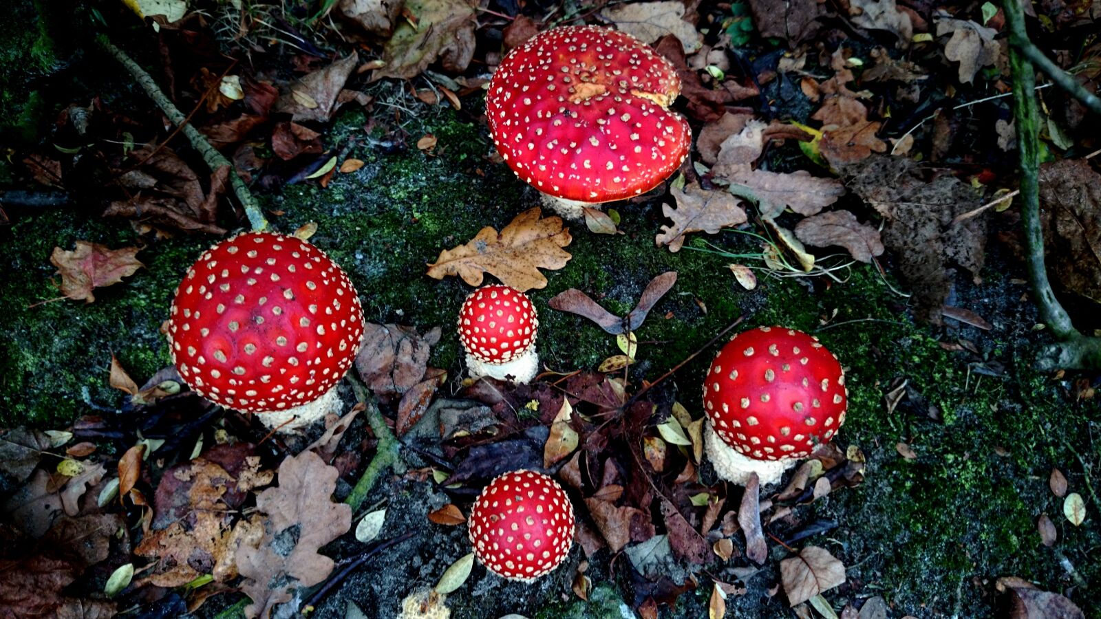 Sony Xperia Z1 sample photo. Fly agaric, autumn, toxic photography