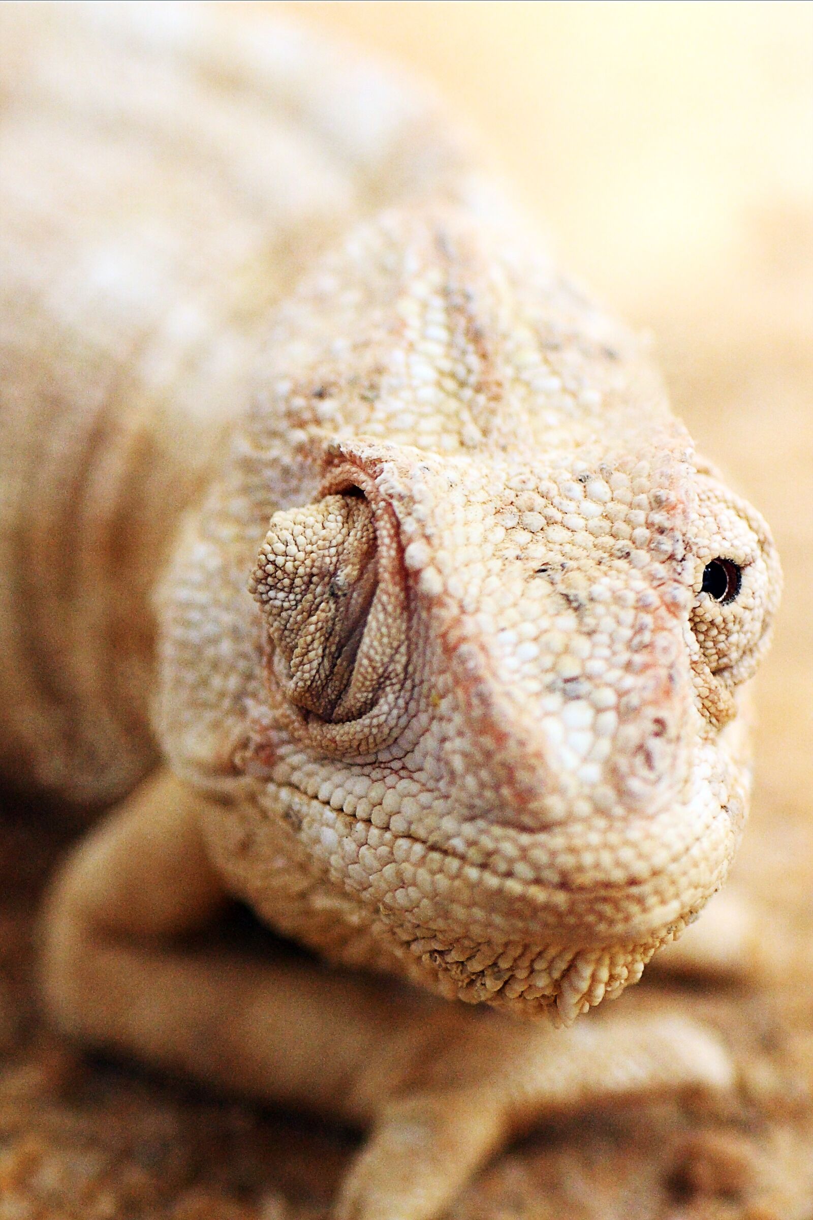 Canon EOS 40D sample photo. Lizard, nature, reptile photography