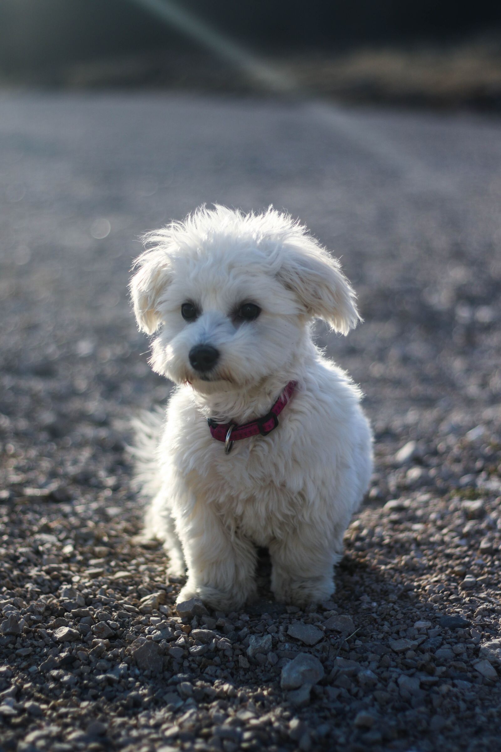 Canon EOS 7D Mark II sample photo. Dog, puppy, animal photography