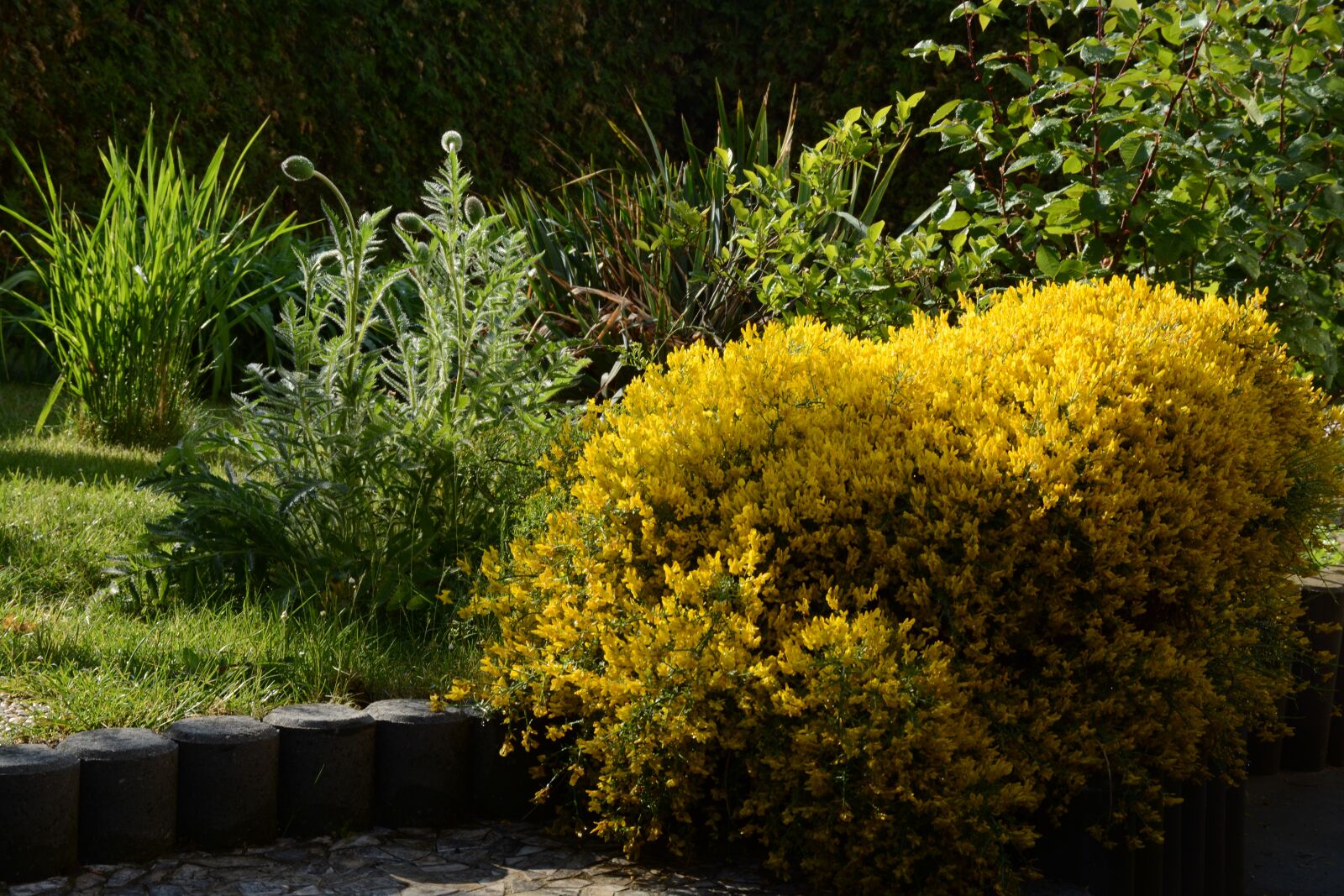 Nikon D7100 sample photo. Bush, yellow, spring photography