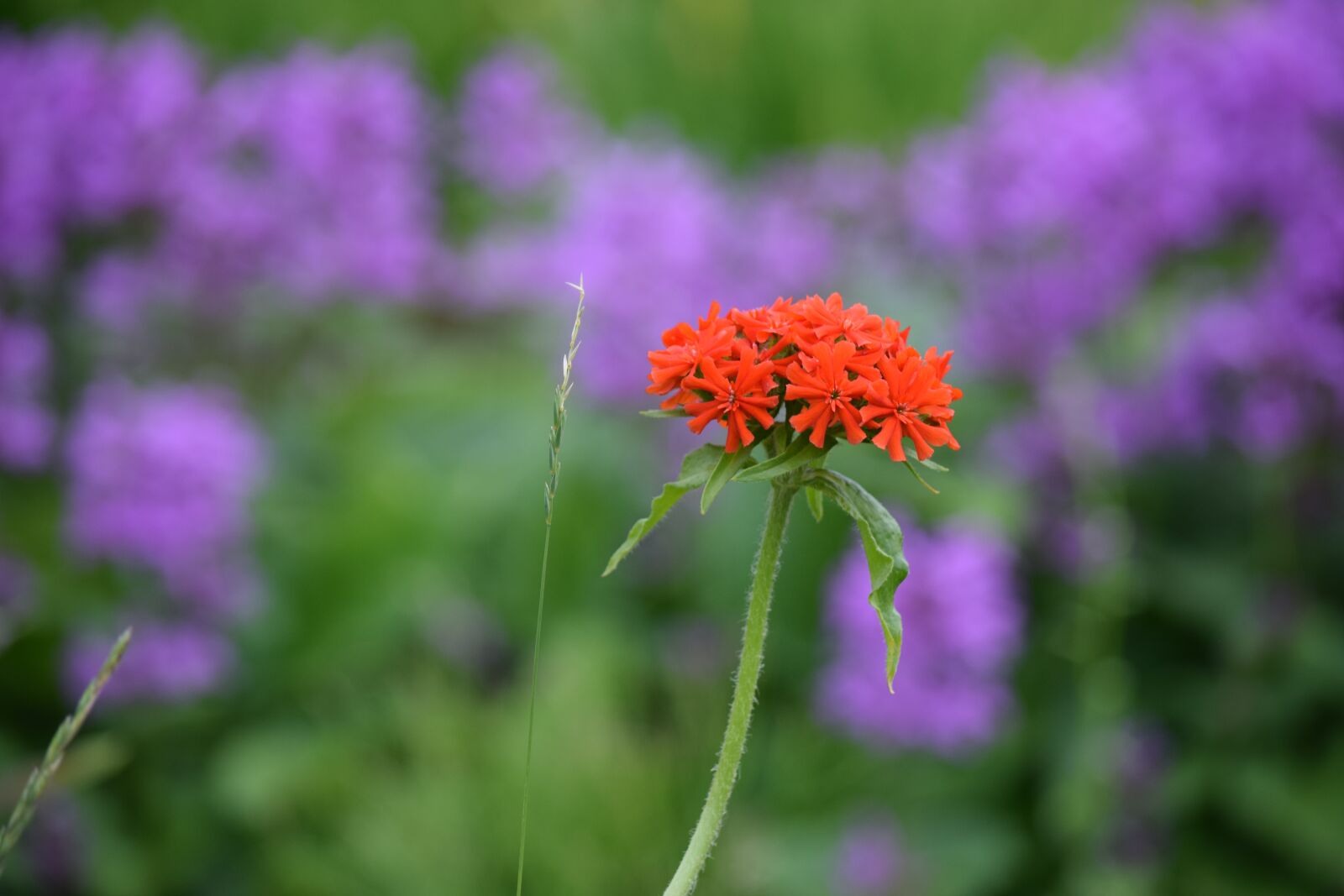 Nikon D5300 sample photo. Red, flowers, spring photography