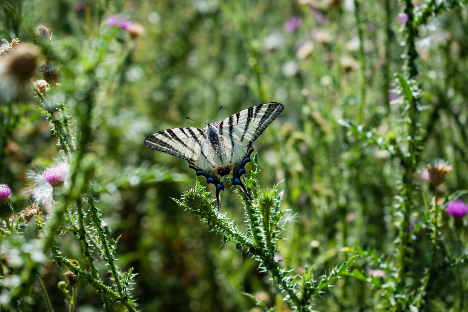 Nikon D7200 sample photo. Butterfly, wings, nature photography