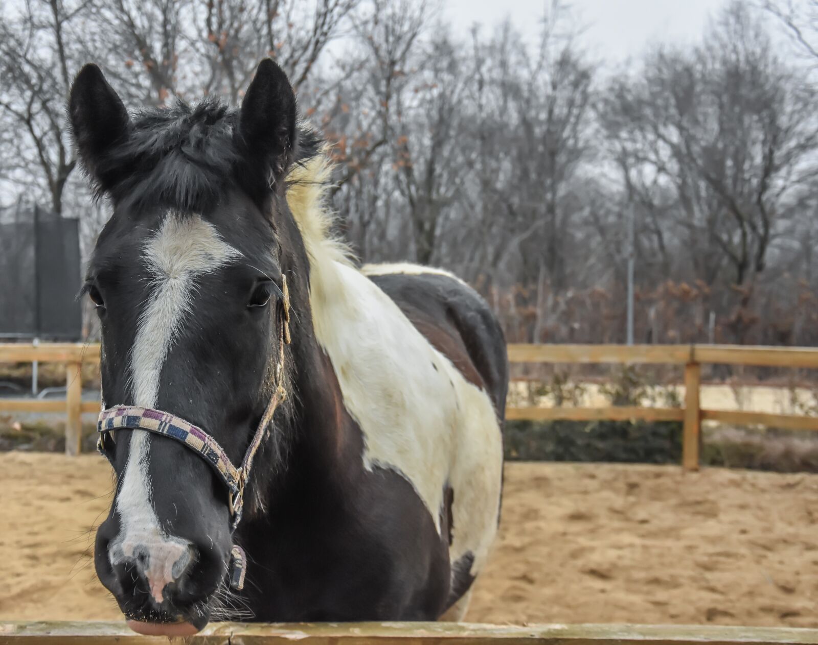 Nikon D7200 sample photo. Horse, farm, nature photography