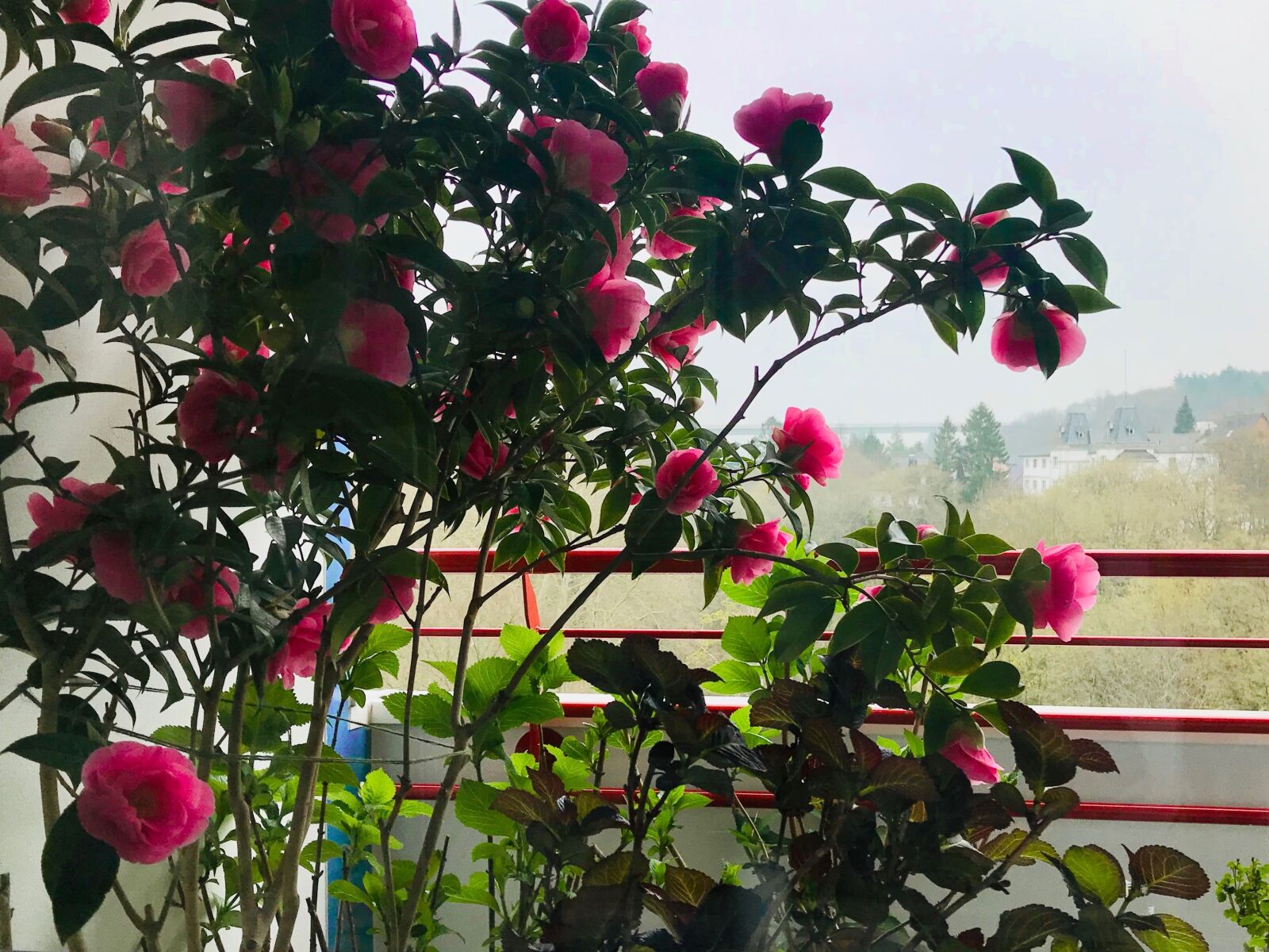 iPhone 7 back camera 3.99mm f/1.8 sample photo. Camellia, outlook, bloom photography