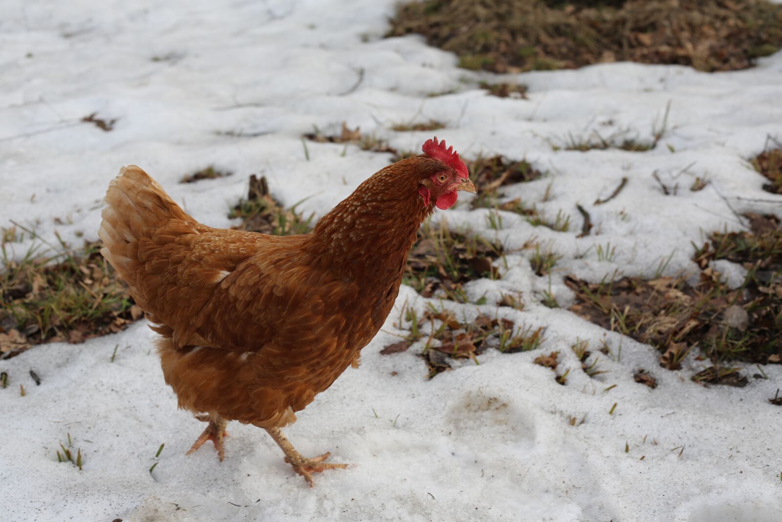 Canon EF 50mm F1.8 II sample photo. Chicken, bird, cock photography