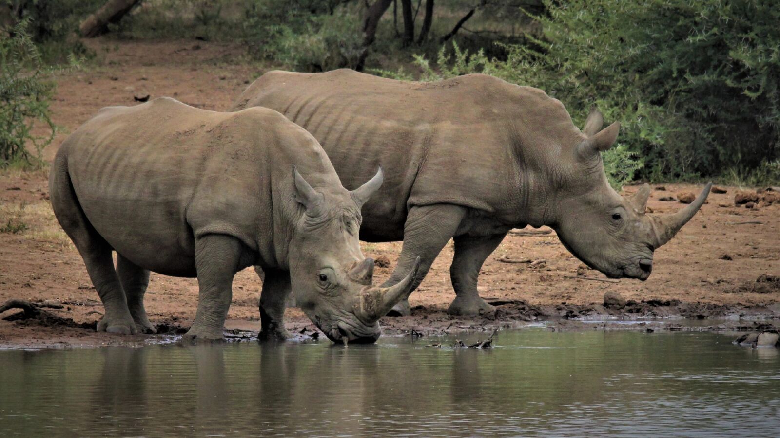 Canon EOS 60D sample photo. White rhino, legs, couple photography