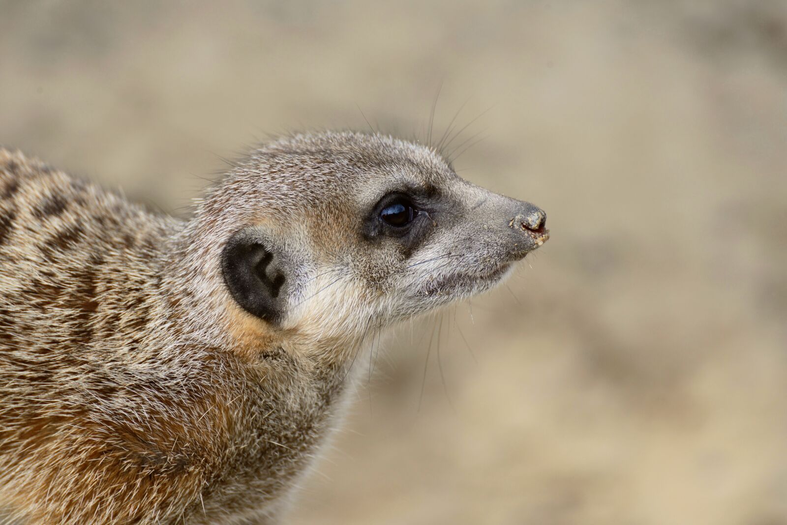 Nikon D610 sample photo. Meerkat, animal, zoo photography