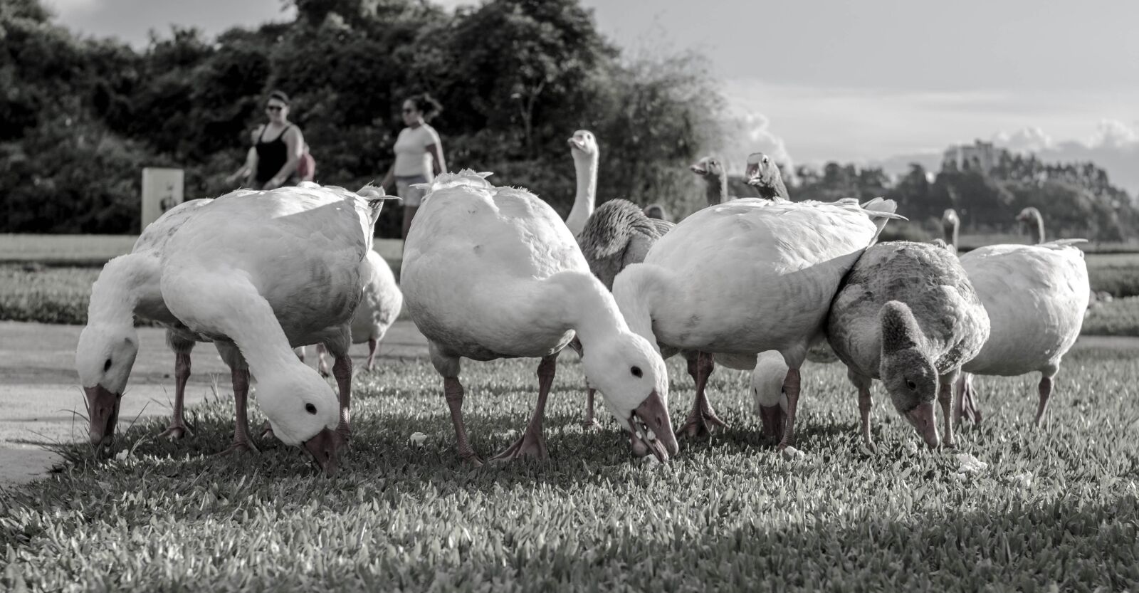 Canon EOS 1100D (EOS Rebel T3 / EOS Kiss X50) sample photo. Goose, park, tranquility photography