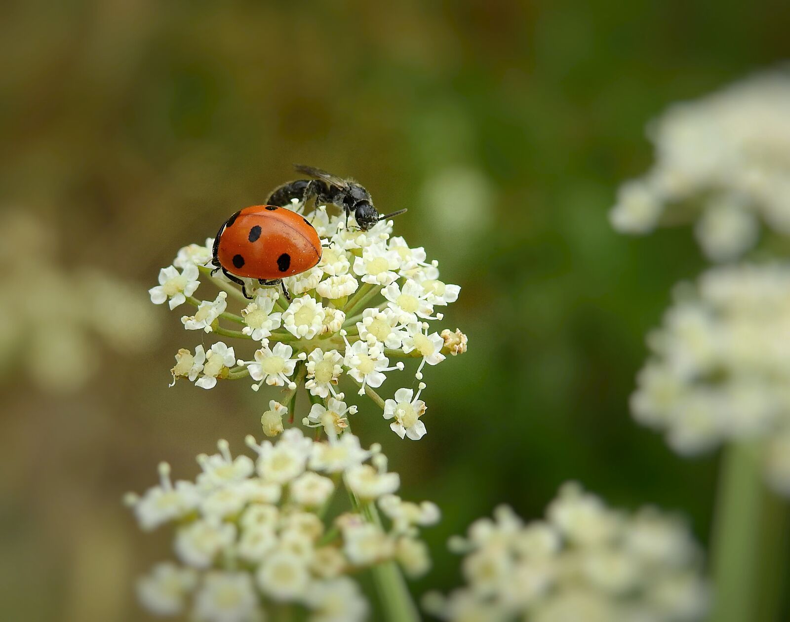 Nikon Coolpix P900 sample photo. Meadow, ladybug, flowers photography