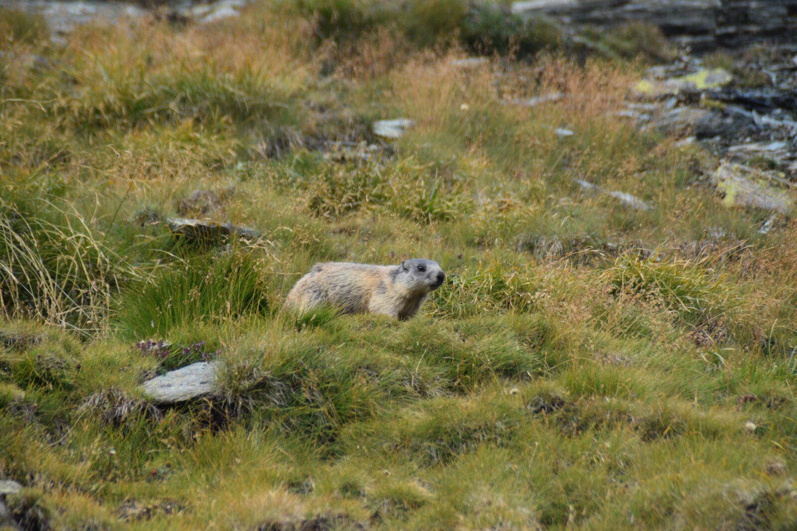 Nikon D3300 sample photo. Animal, wild, wildlife photography
