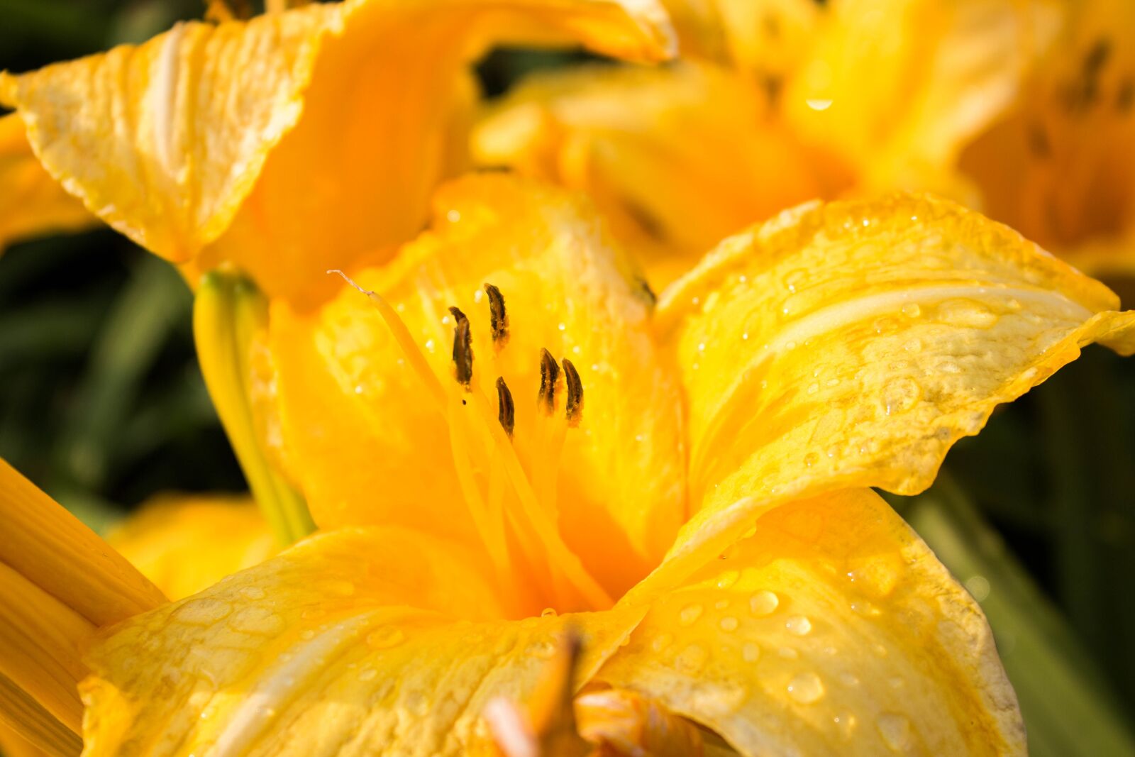 Canon EOS 600D (Rebel EOS T3i / EOS Kiss X5) sample photo. Flower, nature, flora photography