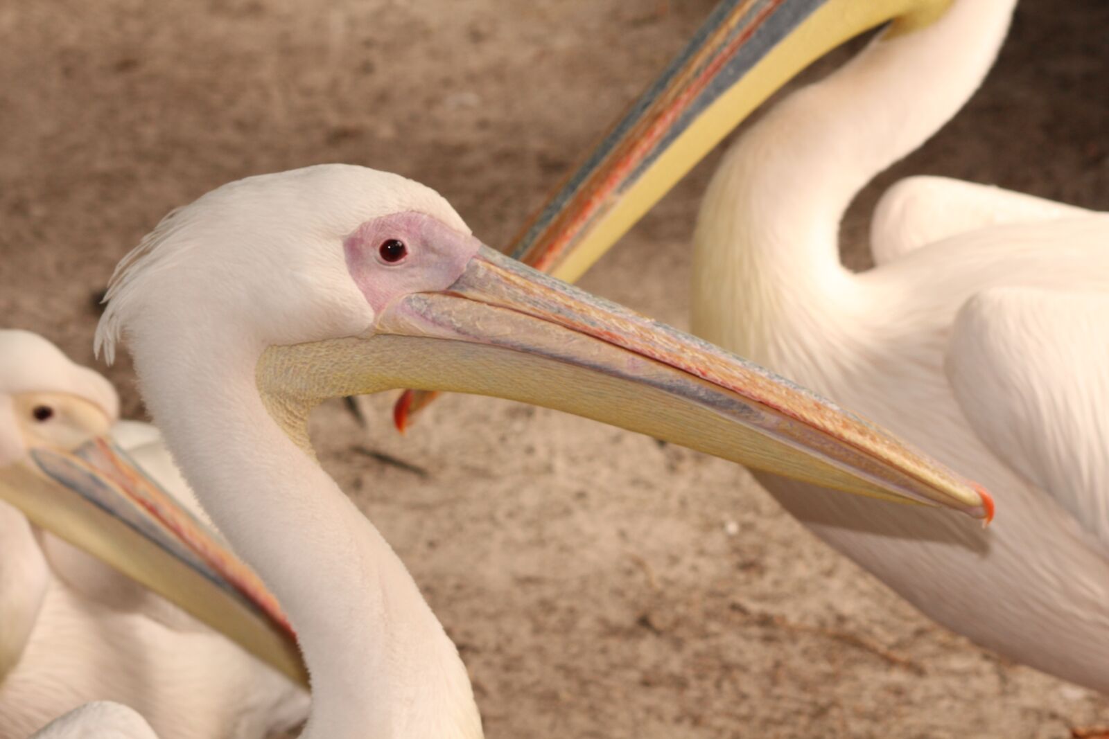 Canon EOS 600D (Rebel EOS T3i / EOS Kiss X5) sample photo. Pelikan, bird, zoo photography