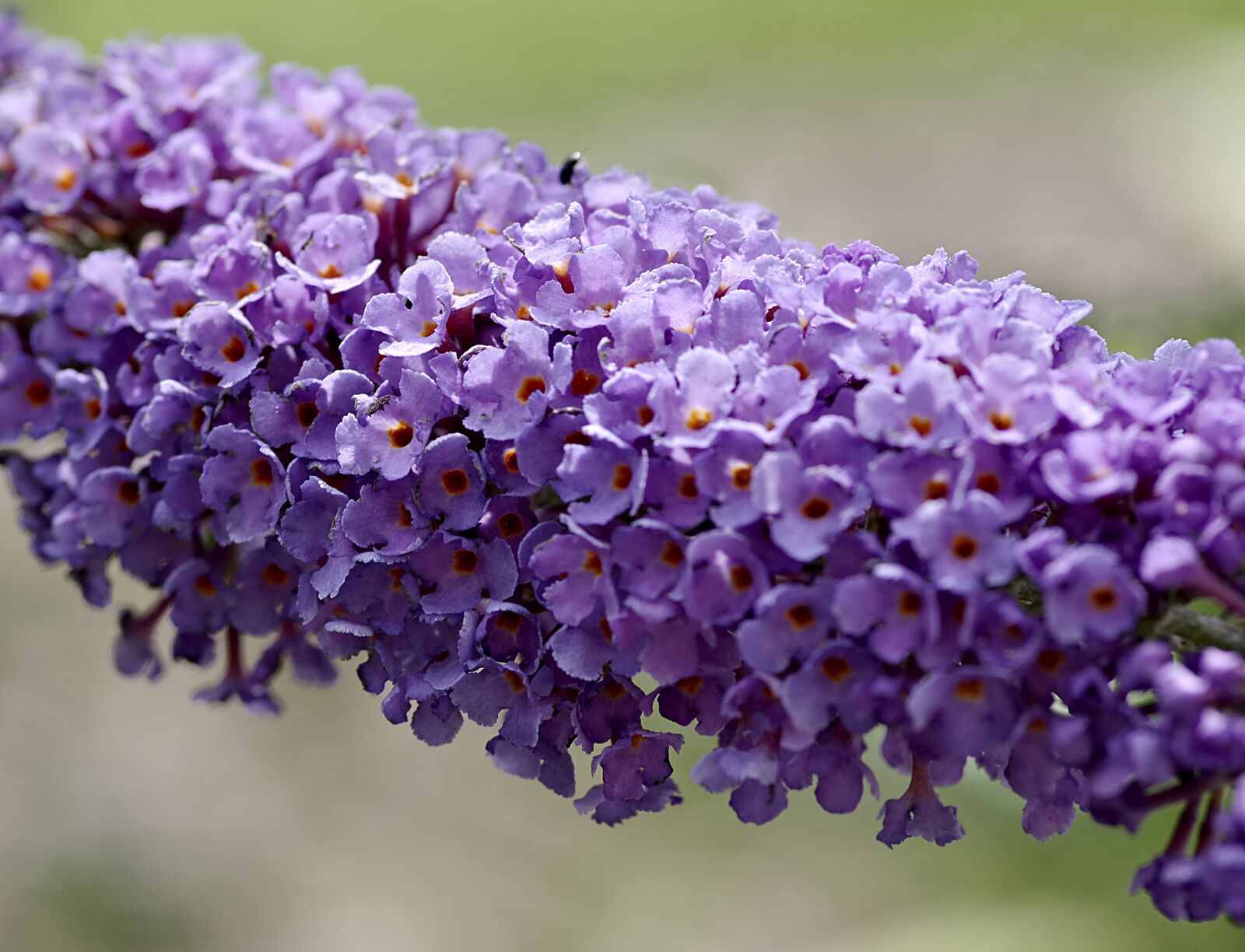 Pentax K-S2 sample photo. Flowers, the stem, minor photography