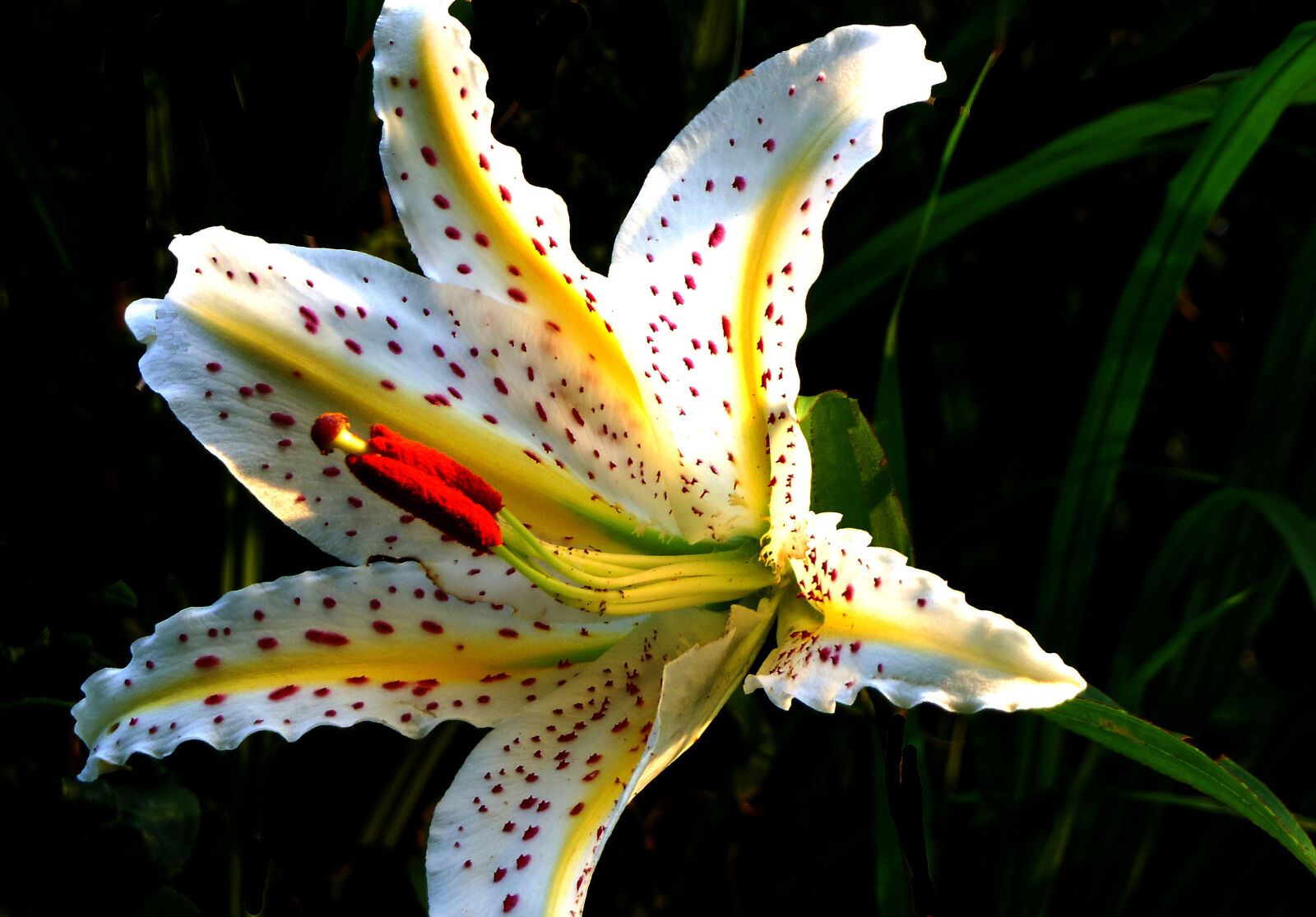 Pentax Q10 sample photo. Gold, banded, lily photography