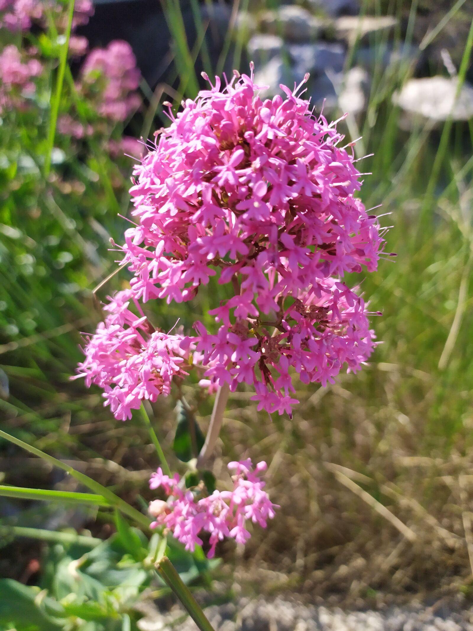 Xiaomi Redmi Note 7 sample photo. Flowers, pink, water photography