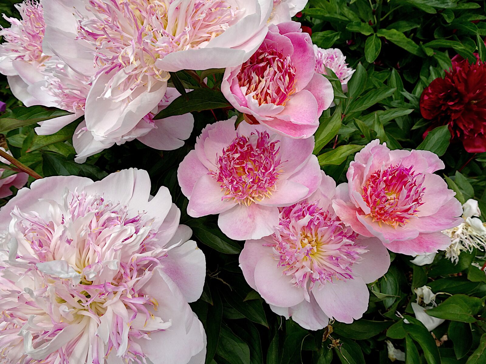 Sony Cyber-shot DSC-HX90V sample photo. Peony, flowers, color pink photography