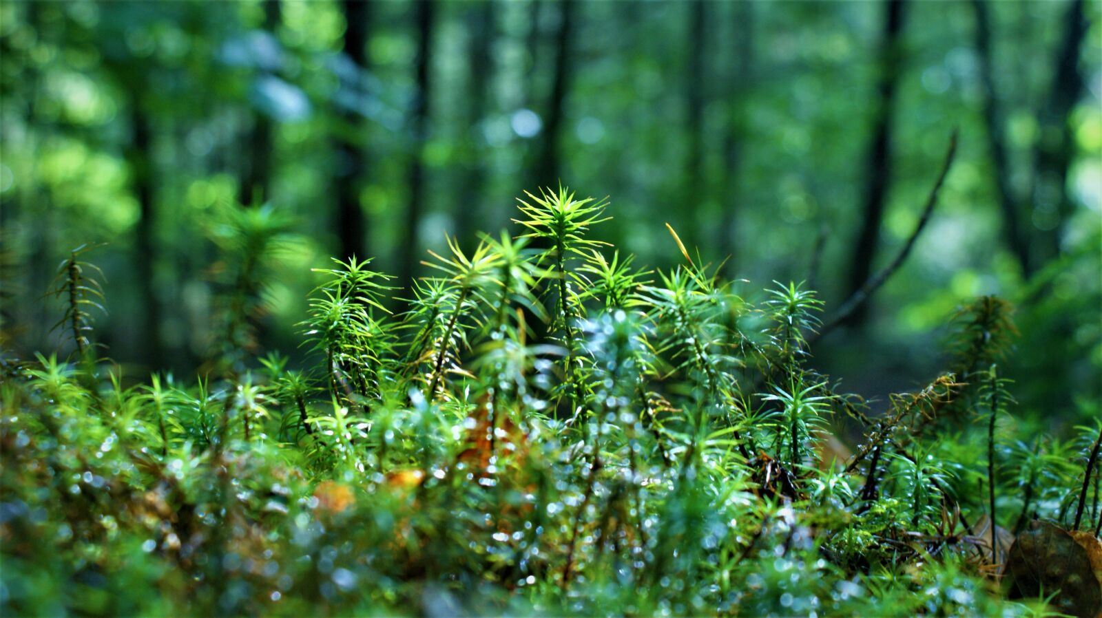 Sony Alpha DSLR-A350 sample photo. Moss, wet, forest soil photography