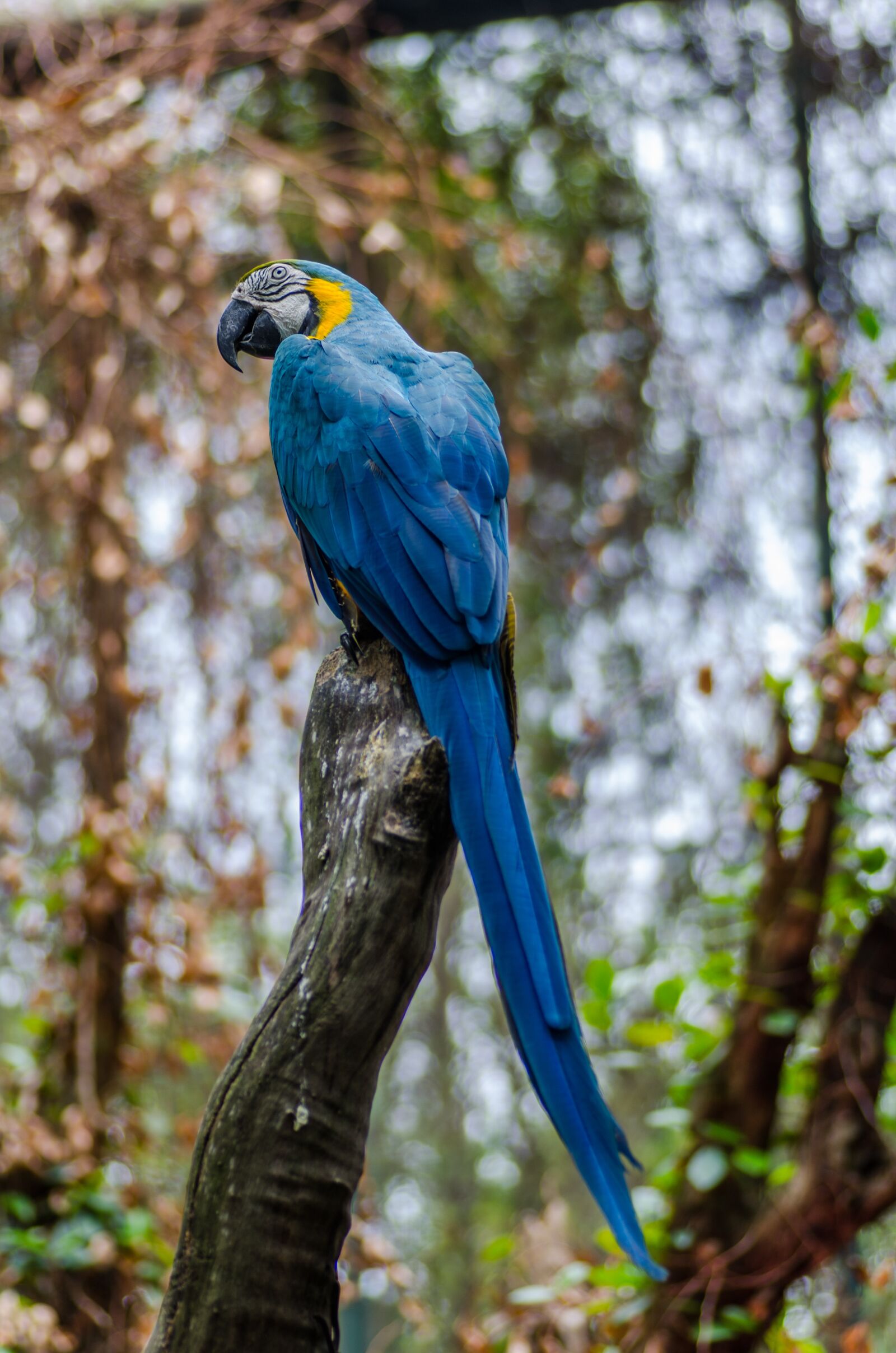 Nikon D7000 sample photo. Animal, avian, beak photography