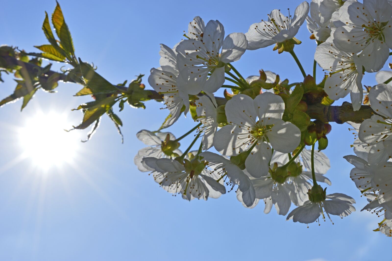 Nikon D3200 sample photo. Cherry blossom, blossom, bloom photography