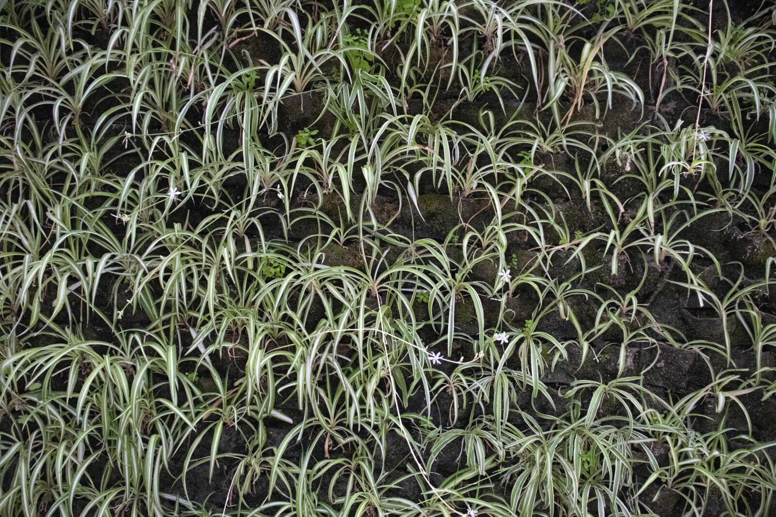 Canon EOS 200D (EOS Rebel SL2 / EOS Kiss X9) sample photo. Dracena, leaf linear, texture photography