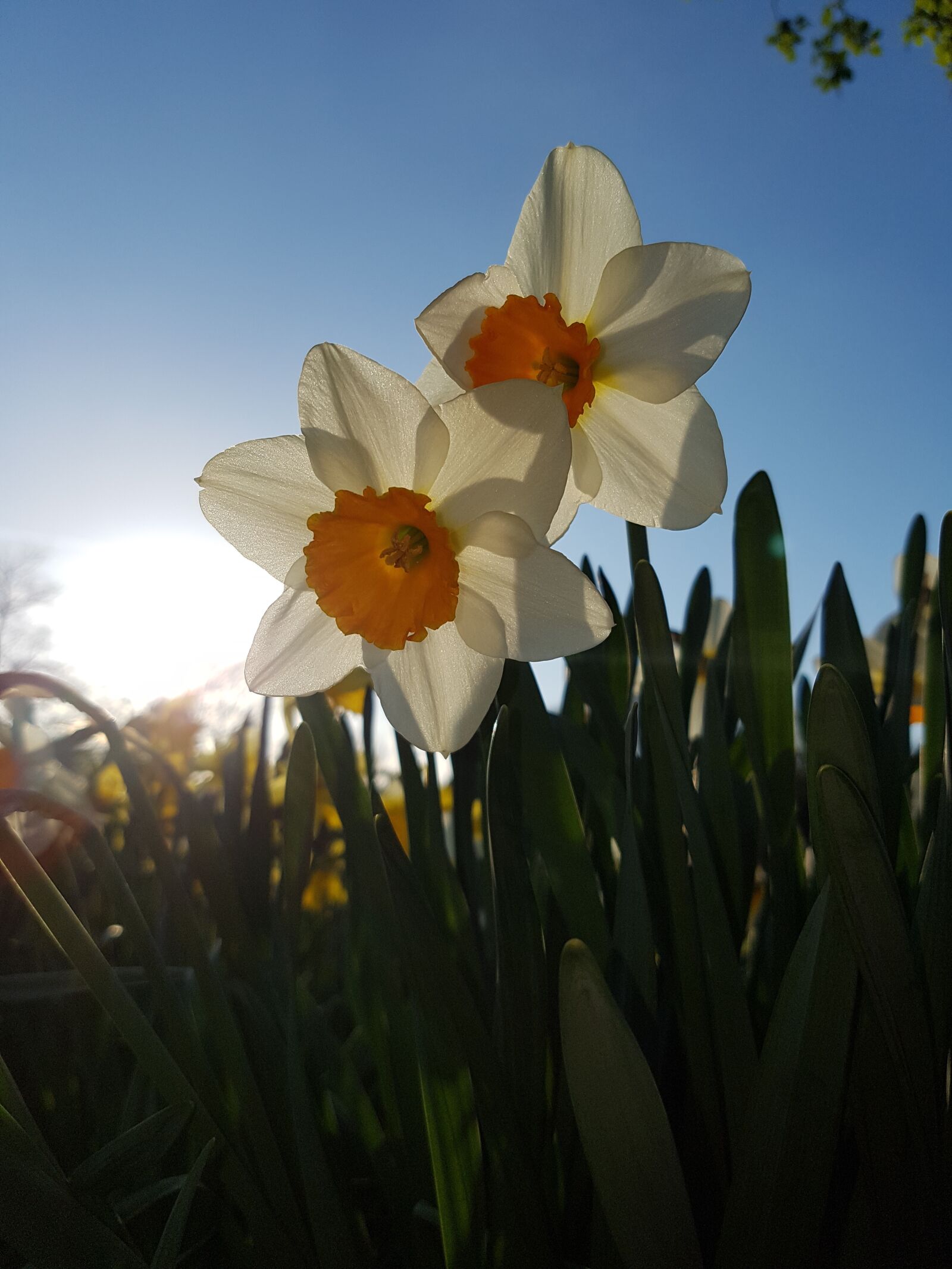 Samsung Galaxy S7 sample photo. Daffodils, flowers, blue sky photography