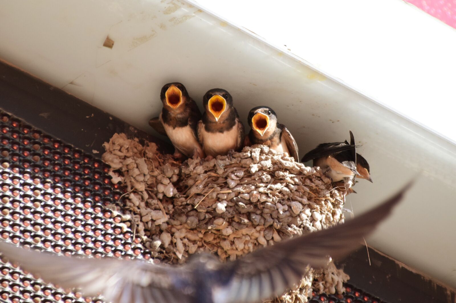 Nikon D5300 sample photo. Swallow, bird, animal photography