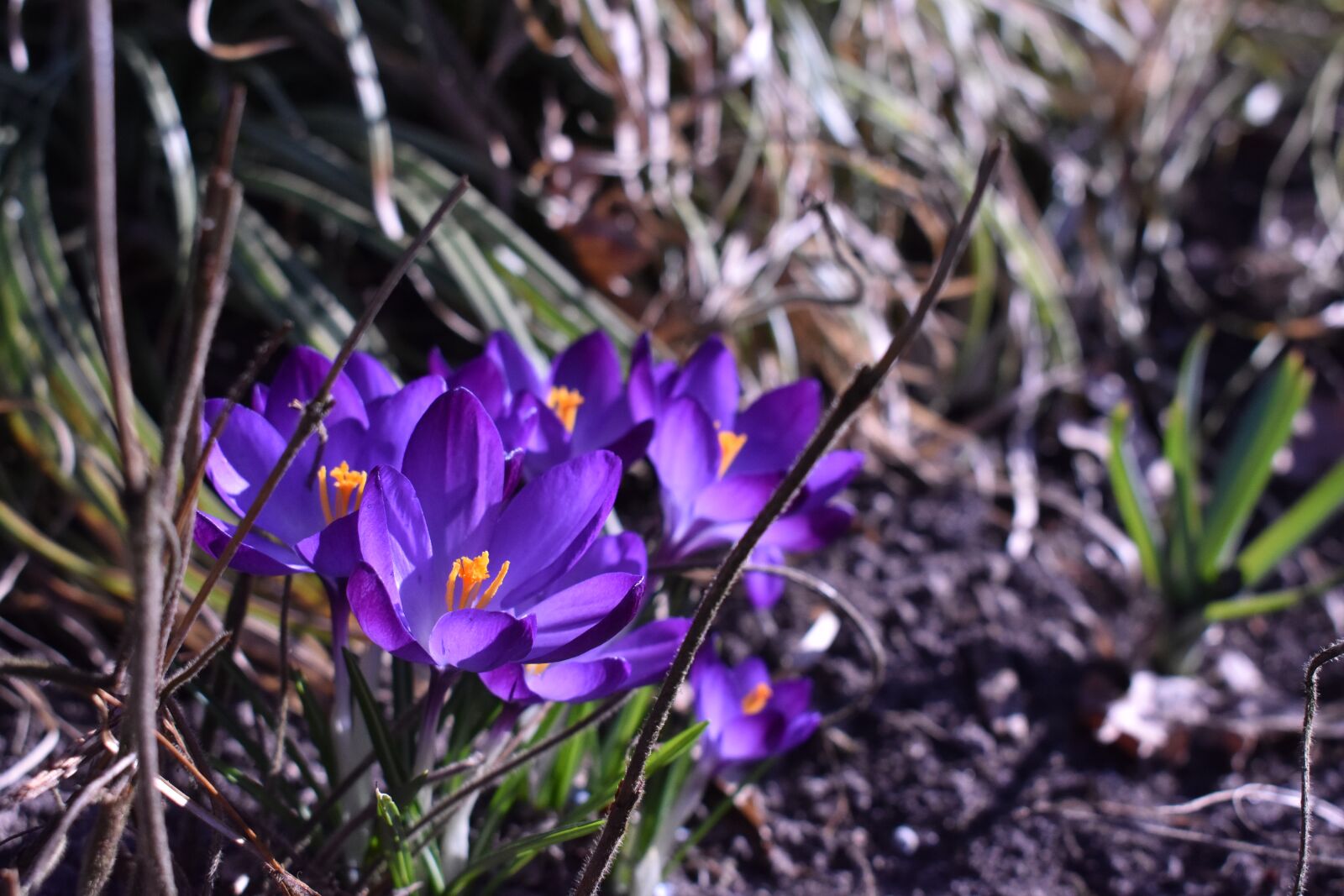 Nikon D3400 sample photo. Blue, flower, nature photography