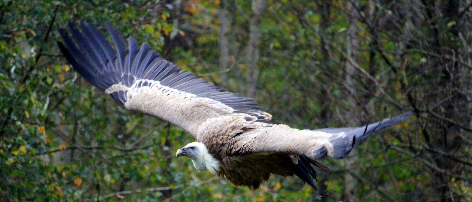 Canon EF-S 55-250mm F4-5.6 IS STM sample photo. Vulture, flight, animal world photography