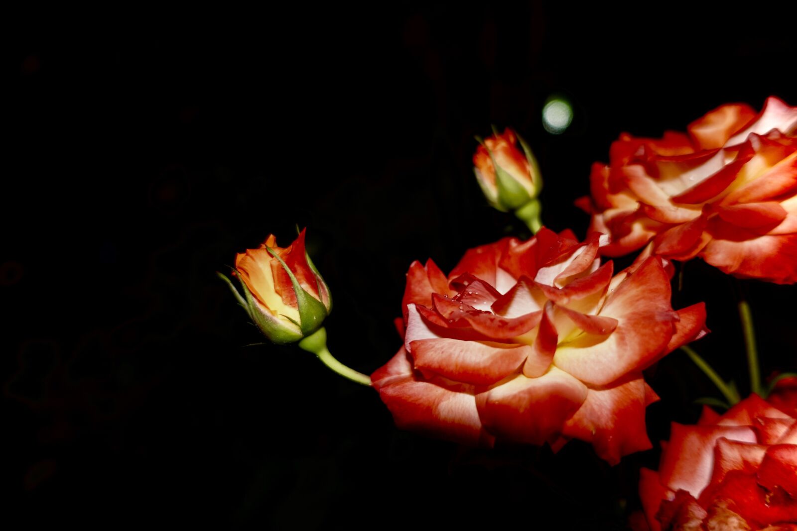 Sony DSC-RX100M5A sample photo. Night, flower, bloom photography