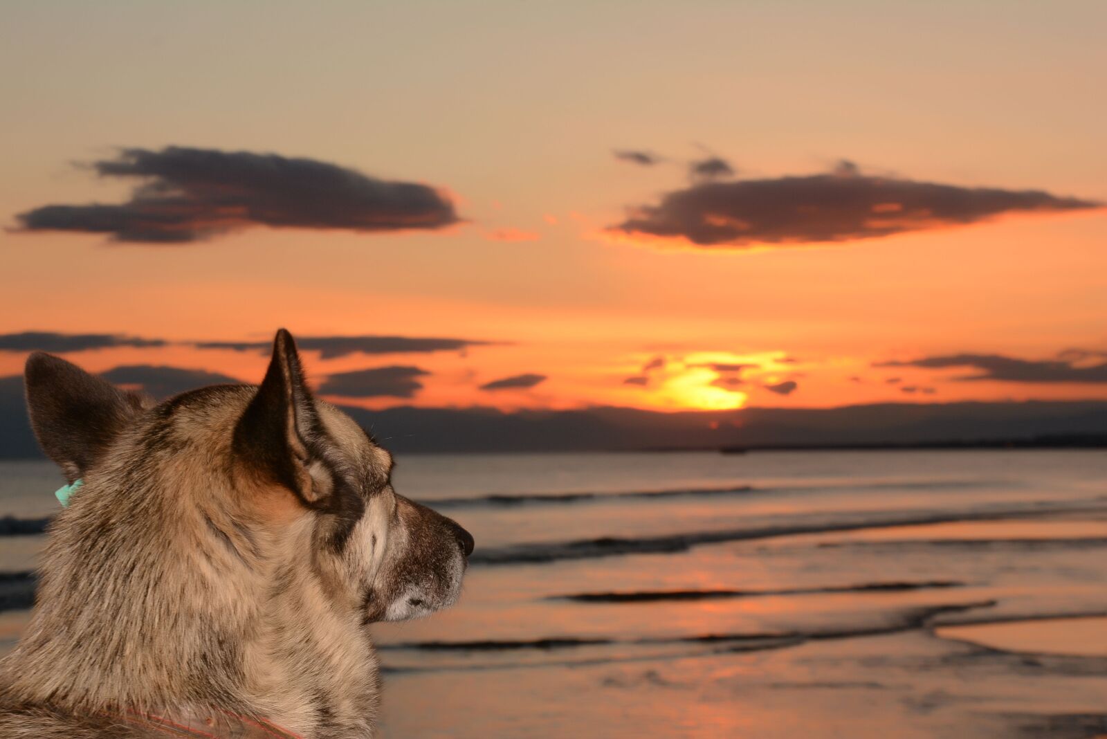 Nikon D7100 sample photo. Dog, marine, sand photography